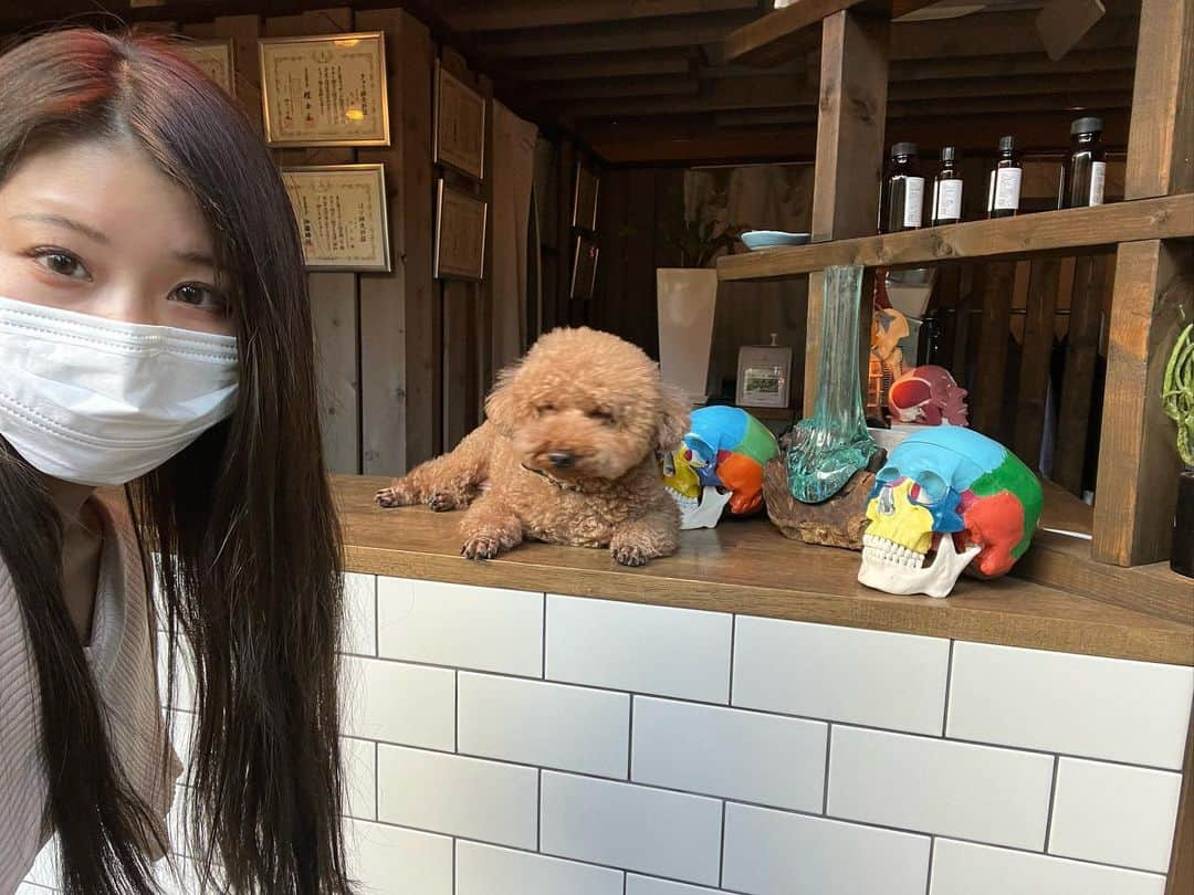 沢すみれさんのインスタグラム写真 - (沢すみれInstagram)「小顔矯正🐻  季節の変わり目&アレルギーでかなり肌荒れしてたのでターンオーバーを促進してくれる美容鍼をお願いしました✊🏻‪ ̖́-‬ 鍼後のマッサージと空間の自然の良い香りに癒され、終わったら重かった頭と顔がスッキリ🥹   看板犬のこんにゃさんは飼い主様以外に懐かないクールな男の子でいつもかまってもらえないけどめげずに話しかけ続けてます🤜🏻♡🤛🏻  @_oasis_tokyo_  @taiga0807_oasis  @catharsixsalad_gym」9月27日 21時44分 - sumiresour