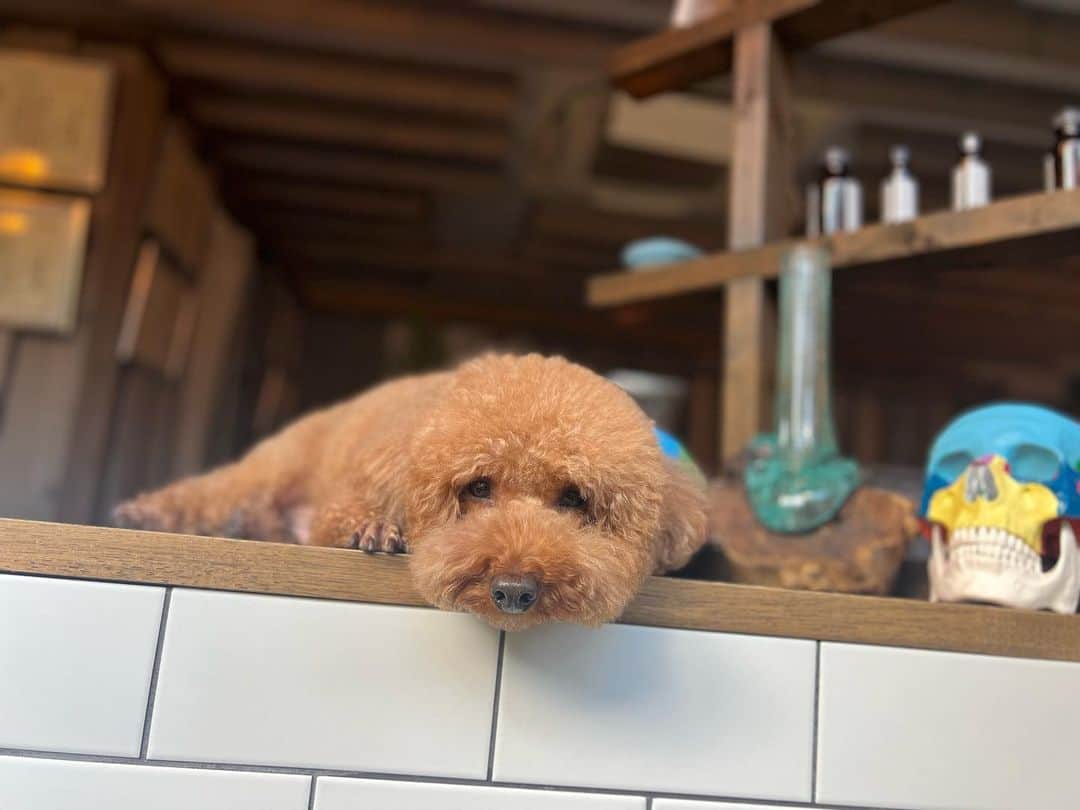 のインスタグラム：「小顔矯正🐻  季節の変わり目&アレルギーでかなり肌荒れしてたのでターンオーバーを促進してくれる美容鍼をお願いしました✊🏻‪ ̖́-‬ 鍼後のマッサージと空間の自然の良い香りに癒され、終わったら重かった頭と顔がスッキリ🥹   看板犬のこんにゃさんは飼い主様以外に懐かないクールな男の子でいつもかまってもらえないけどめげずに話しかけ続けてます🤜🏻♡🤛🏻  @_oasis_tokyo_  @taiga0807_oasis  @catharsixsalad_gym」