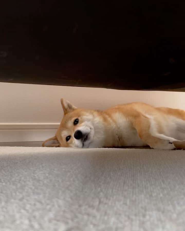 のインスタグラム：「. . 誰にも邪魔されない私だけの場所💕  子犬の頃からソファーの下が大好きで いまでもソファーの下で毎日2〜3時間は寝てる福ちゃん  体痛そうだし寝心地は良さそうではないけど やっぱり落ち着くのかなぁ🥺💕 可愛いなぁ🥹  . .  #mylove #doglover  #dogstagram #dogs  #shiba #shibainu #shibalove #shibadog  #shibagram #shibamania #shibalife  #shiba_snap #柴犬 #豆柴 #多頭飼い #犬のいる暮らし #犬のいる生活  #doglover #dogstagram #shibaaaaainu #barked #9gag  #thedailyshibainu #시바견　#시바이누 #小狗  @shiba_snap @barked @everydoglover @9gag」