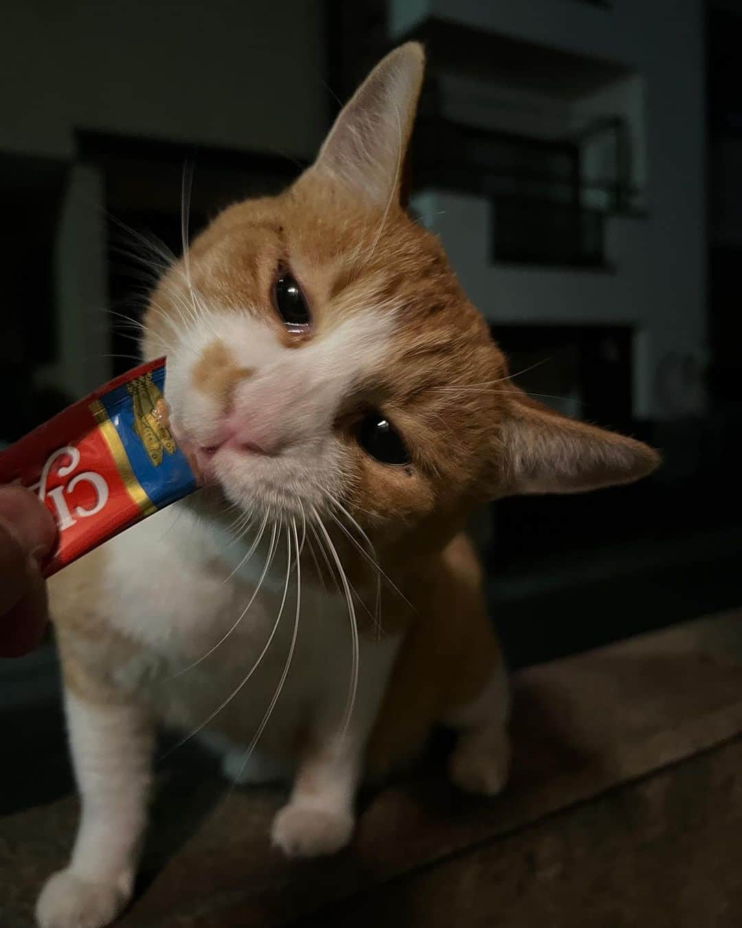Kachimo Yoshimatsuさんのインスタグラム写真 - (Kachimo YoshimatsuInstagram)「こんばんちゅーる やっぱり顔が横になる｡  #うちの猫ら #猫 #ねこ #chameshi #ニャンスタグラム #にゃんすたぐらむ #ねこのきもち #cat #ネコ #catstagram #ネコ部 http://kachimo.exblog.jp」9月27日 21時57分 - kachimo