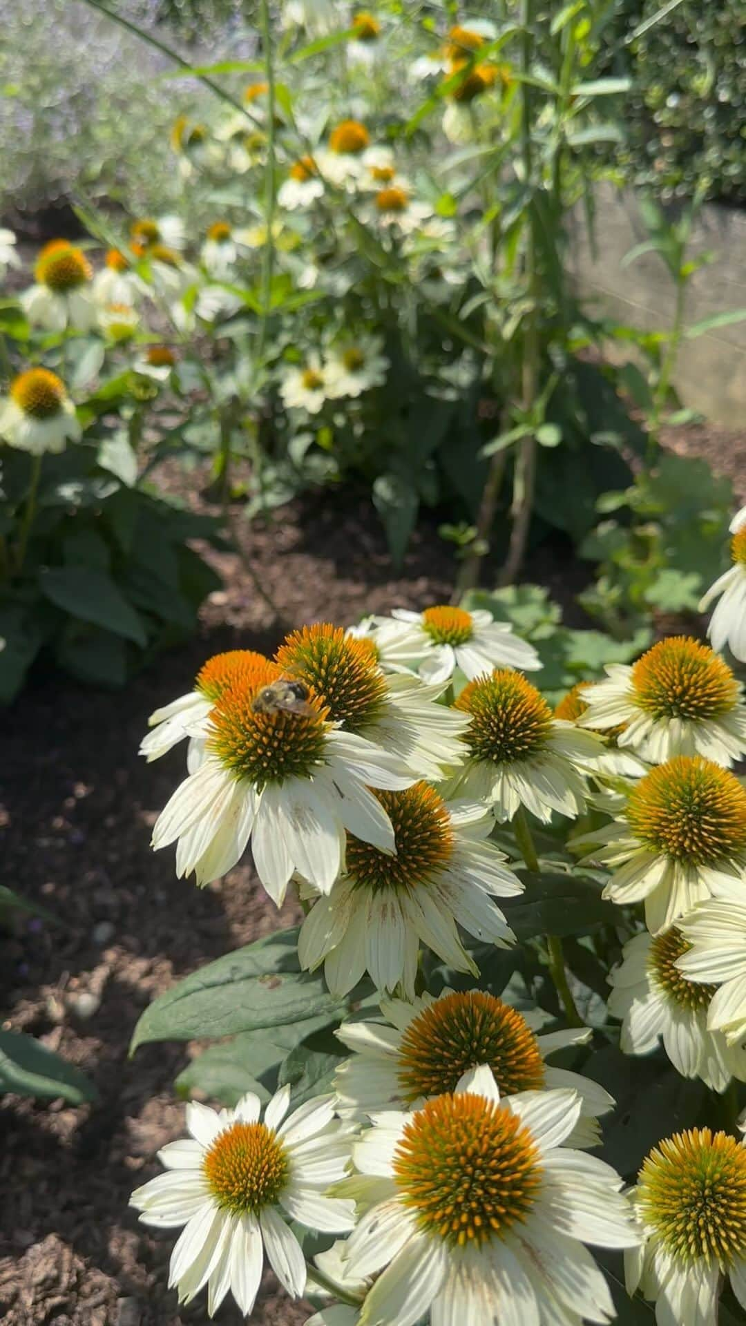 アイナ・ガーテンのインスタグラム：「Sneak peek! I love English perennial gardens but they’re complicated to design so I’ve asked an English gardener to help me. It will take a year to plant the whole border but right now I have Russian Sage, white Coneflowers and purple Geraniums blooming.   Next week, I’ll post a tour of more of the garden so you can see what’s happening this autumn! 🍁🍁🐝🐝」