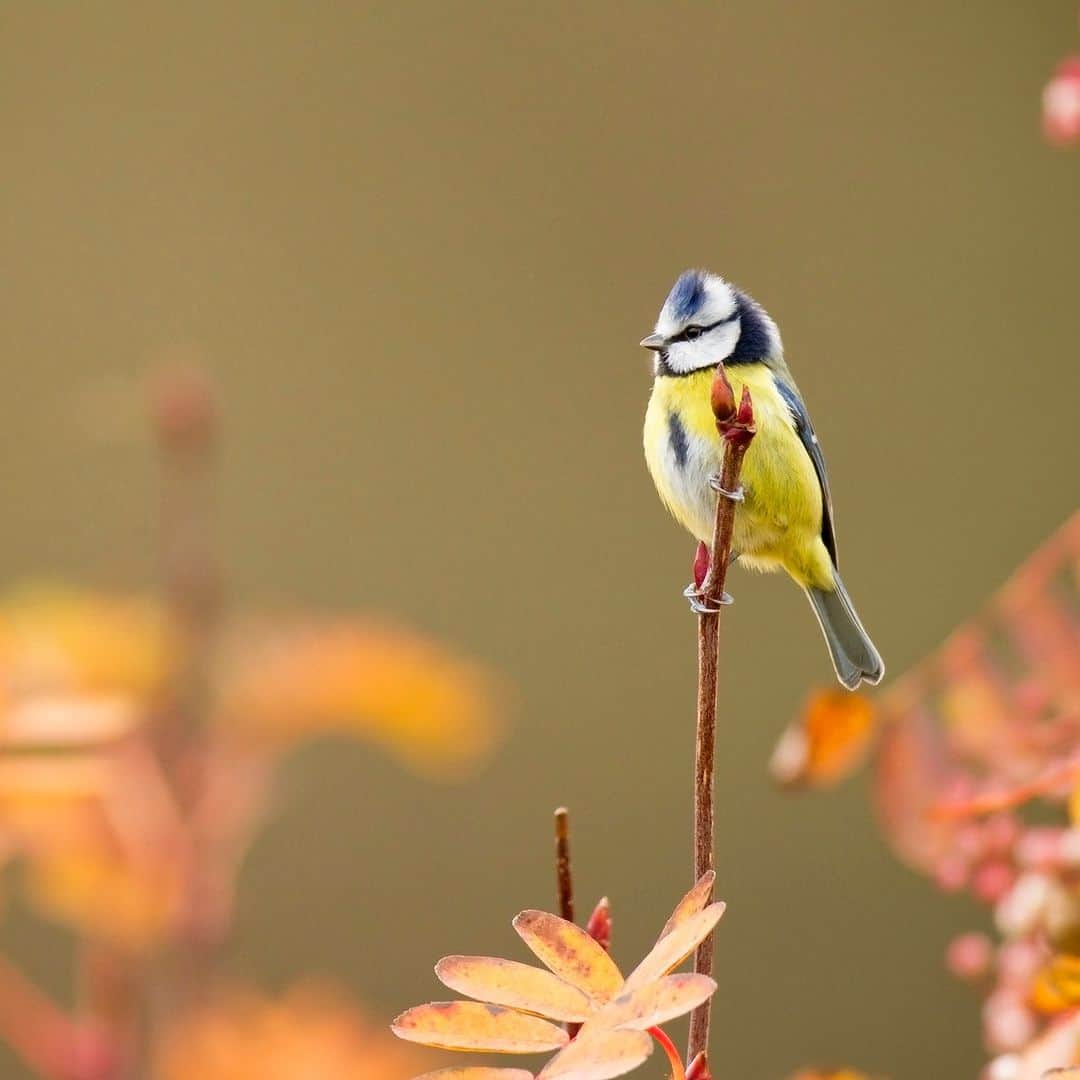 アニマルプラネットのインスタグラム：「It's a beautiful day to be a bird on a twig. 🧡  #birds #nature #autumn」