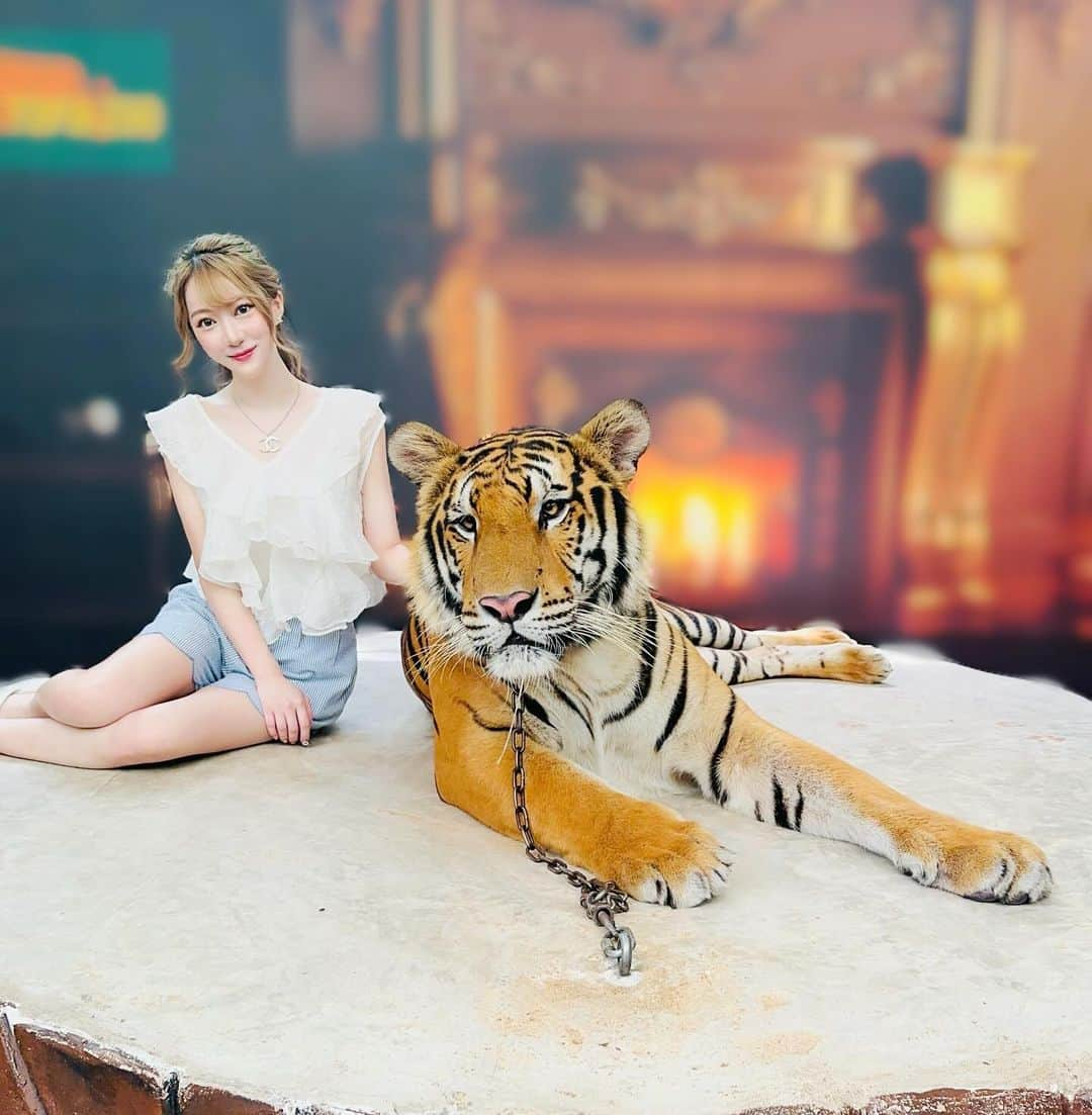 高辻千夏のインスタグラム：「タイ旅行post🇹🇭  ⁡ ⁡ ⁡ ⁡ トラと写真撮影ができる、タイガートピアへ🐯📸❤︎ ⁡ ⁡ 合成みたいだけど、本物です。笑 ⁡ ⁡ ⁡ ⁡ 受付で ⁡ 「Big tiger!!!🐯(デカいトラにしてくれ)」 ⁡ ⁡ って言ったら想像以上のデカさのトラが出てきて、、、 ⁡ さすがに顔が引き攣りました。笑 ⁡ ⁡ ⁡ ⁡ ⁡#タイ #タイ旅行 #バンコク #バンコク旅行 #海外旅行 #女子旅 #タビジョ #旅行好き女子 #虎 #tiger #tigerzoo #srirachatigerzoo #sriracha #thailand #thailandtravel #bangkok #bangkokthailand #การเดินทาง #ไทยเที่ยวไทย #วันหยุด #촣반 #여행스타그램 #태국」