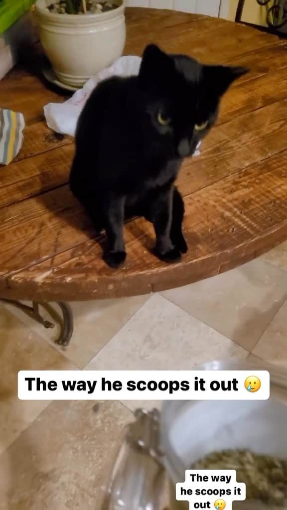 Cute Pets Dogs Catsのインスタグラム：「The way he scoops it out 🥲  Credit: adorable @life.through.love and pawlifethroughlove (tt) ** For all crediting issues and removals pls 𝐄𝐦𝐚𝐢𝐥 𝐮𝐬 ☺️  𝐍𝐨𝐭𝐞: we don’t own this video/pics, all rights go to their respective owners. If owner is not provided, tagged (meaning we couldn’t find who is the owner), 𝐩𝐥𝐬 𝐄𝐦𝐚𝐢𝐥 𝐮𝐬 with 𝐬𝐮𝐛𝐣𝐞𝐜𝐭 “𝐂𝐫𝐞𝐝𝐢𝐭 𝐈𝐬𝐬𝐮𝐞𝐬” and 𝐨𝐰𝐧𝐞𝐫 𝐰𝐢𝐥𝐥 𝐛𝐞 𝐭𝐚𝐠𝐠𝐞𝐝 𝐬𝐡𝐨𝐫𝐭𝐥𝐲 𝐚𝐟𝐭𝐞𝐫.  We have been building this community for over 6 years, but 𝐞𝐯𝐞𝐫𝐲 𝐫𝐞𝐩𝐨𝐫𝐭 𝐜𝐨𝐮𝐥𝐝 𝐠𝐞𝐭 𝐨𝐮𝐫 𝐩𝐚𝐠𝐞 𝐝𝐞𝐥𝐞𝐭𝐞𝐝, pls email us first. **」