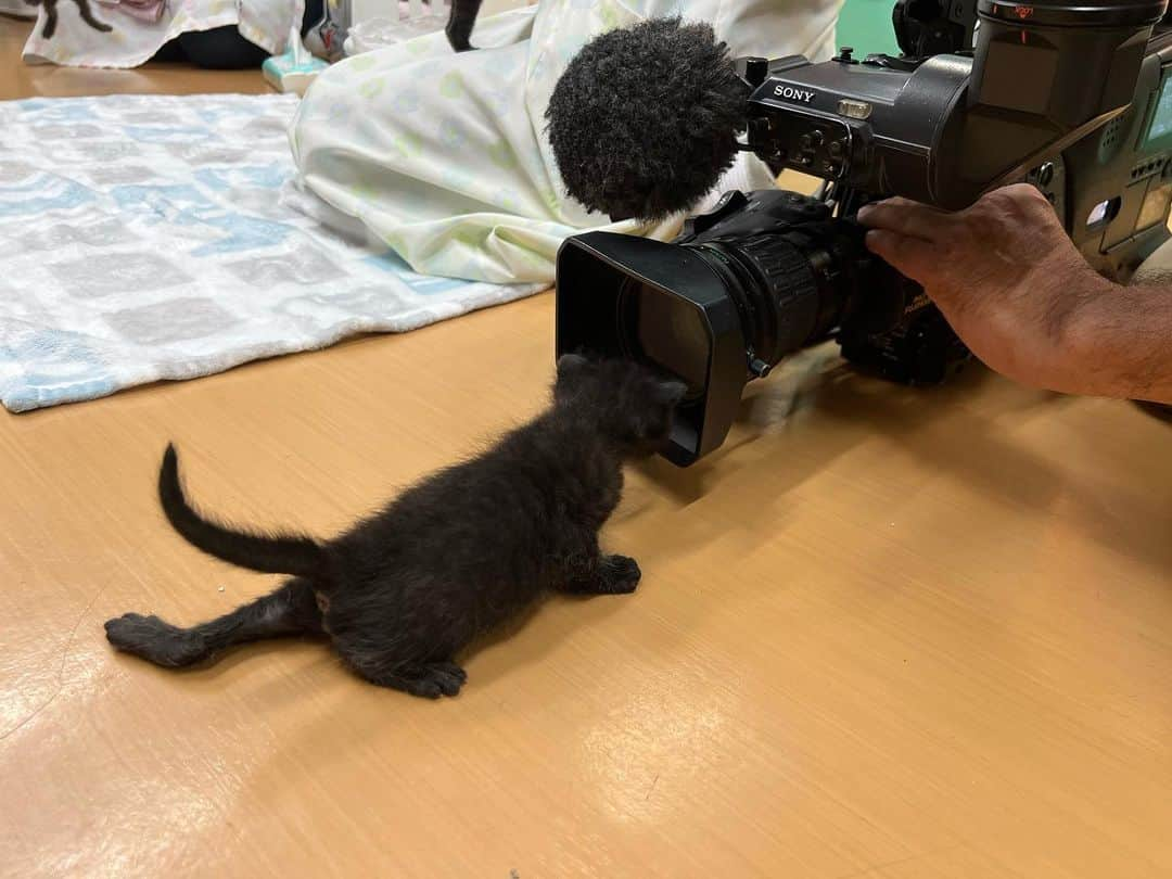 澤田愛美さんのインスタグラム写真 - (澤田愛美Instagram)「.  可愛くて尊い、小さな命🐈🐾  あすのハレのちあした18時台・県内ニュースでは 保護猫について特集でお伝えします。  新しい家族を必要としている保護猫たち。 そもそもどうして、保護が必要な猫が出てくるのでしょうか？ 青森市にある保護猫ハウス「こころ」( @kokoroneko22 )を取材させて頂きました。  あす18:15〜ハレのちあした ぜひご覧下さい！  ⭐️YouTube・ABAニュースチャンネルにて 　　　　　　　　　　　　　　　動画をご覧頂けます⭐️ .   #猫 #保護猫 #ハレのちあした #青森朝日放送 #ニュース #取材 #報道」9月27日 22時23分 - amy____oxox