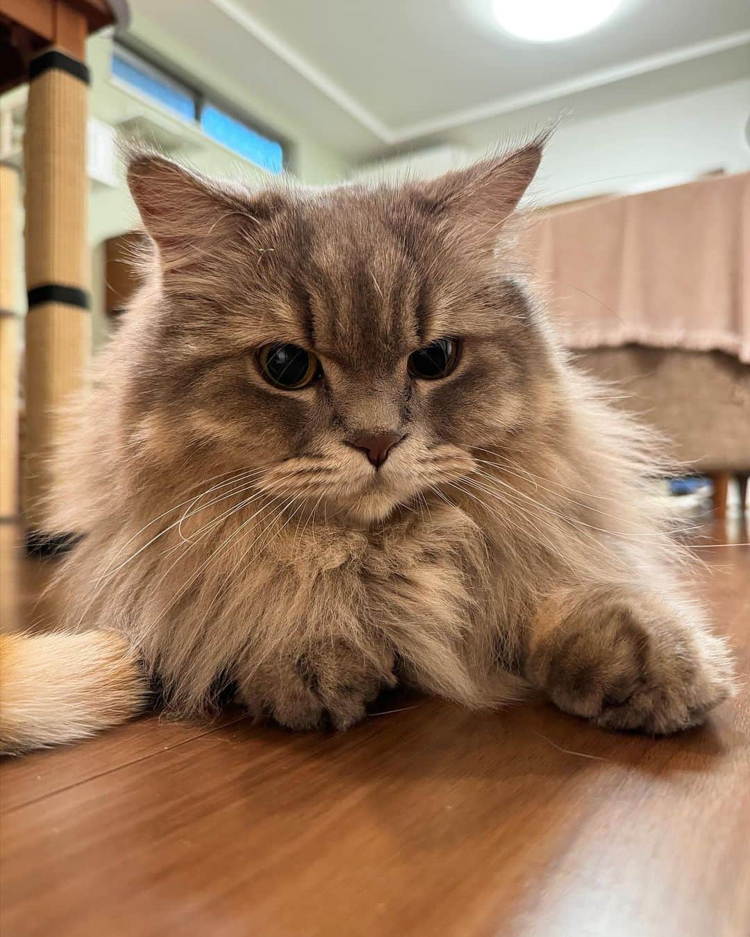 金太のインスタグラム