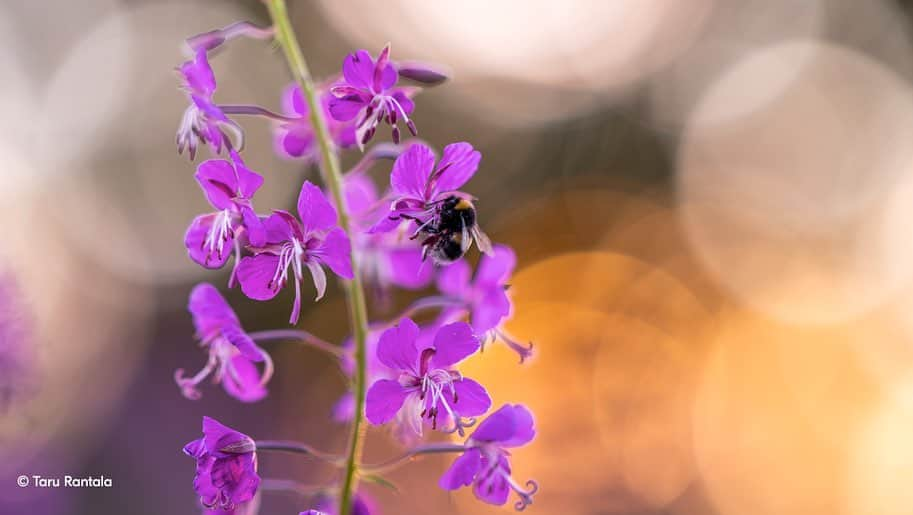 NikonUSAさんのインスタグラム写真 - (NikonUSAInstagram)「The new Plena is a dream lens if you love bokeh 🤩🤩🤩  What will you capture with the new NIKKOR Z 135mm f/1.8 S Plena?  Tap the link in our bio to get to know the new NIKKOR Z 135mm f/1.8 S Plena.  #NikonPlena #NikonCreators #Bokeh」9月27日 22時27分 - nikonusa