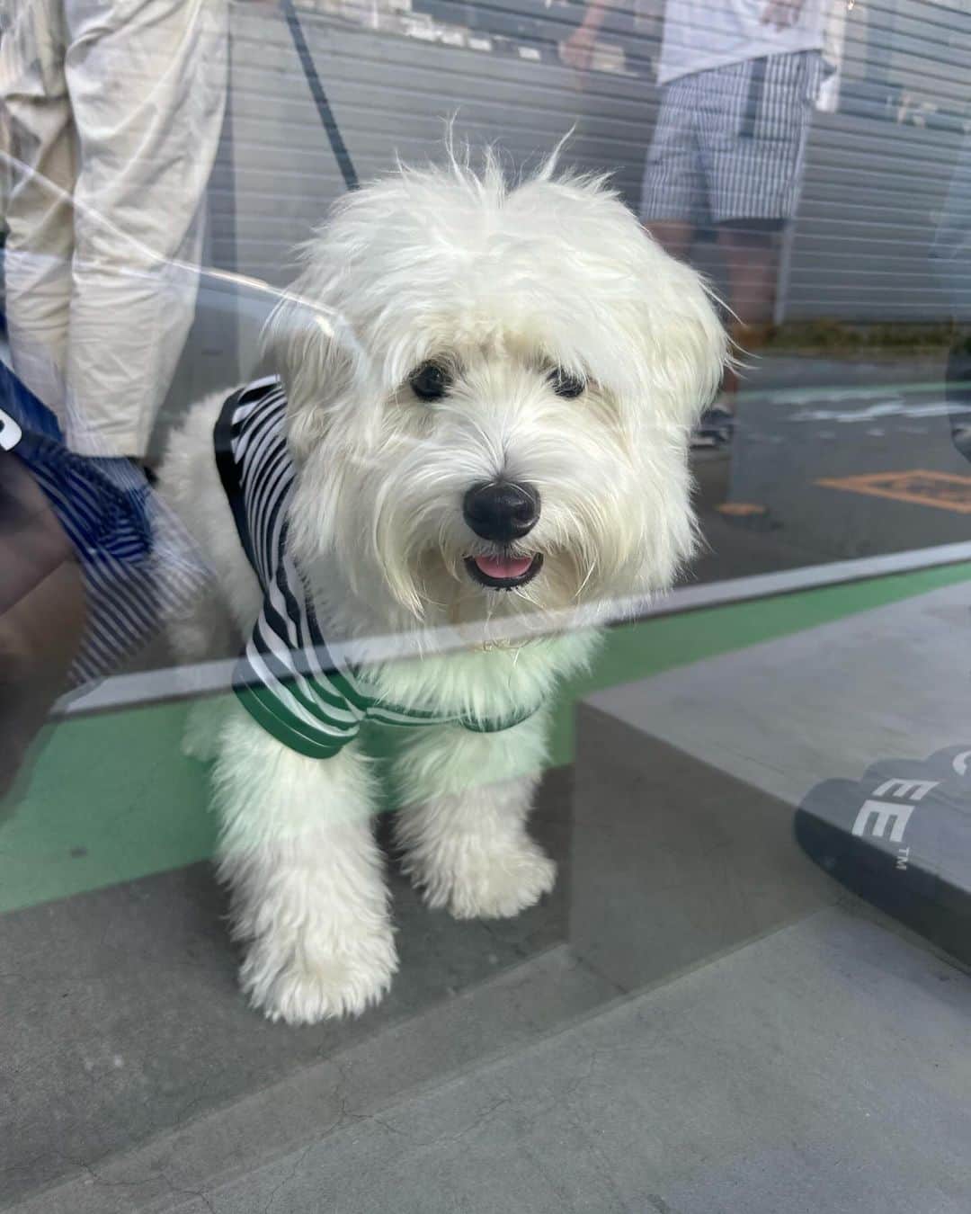 美舞さんのインスタグラム写真 - (美舞Instagram)「. . 最近載せるの諦めてた　#人の犬　🐕 全てが愛おしいワンちゃん達。 . #人の犬　#人の　#犬」9月27日 22時38分 - mibuki__.39