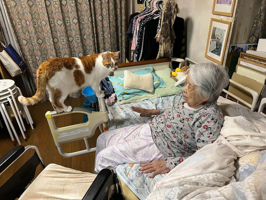 Kachimo Yoshimatsuのインスタグラム：「おいちゃん、自らバーバのベッドへ｡ さすがバーバ見守り隊隊長！  #うちの猫ら #猫 #ねこ #ニャンスタグラム #にゃんすたぐらむ #ねこのきもち #oinari #cat #ネコ #catstagram #ネコ部 http://kachimo.exblog.jp」