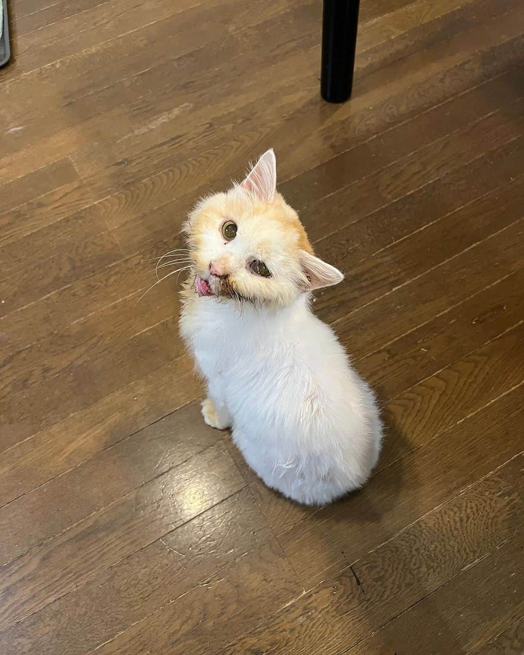Kachimo Yoshimatsuのインスタグラム：「くでんの？  #うちの猫ら #猫 #ねこ #okaki #ニャンスタグラム #にゃんすたぐらむ #ねこのきもち #cat #ネコ #catstagram #ネコ部 http://kachimo.exblog.jp」