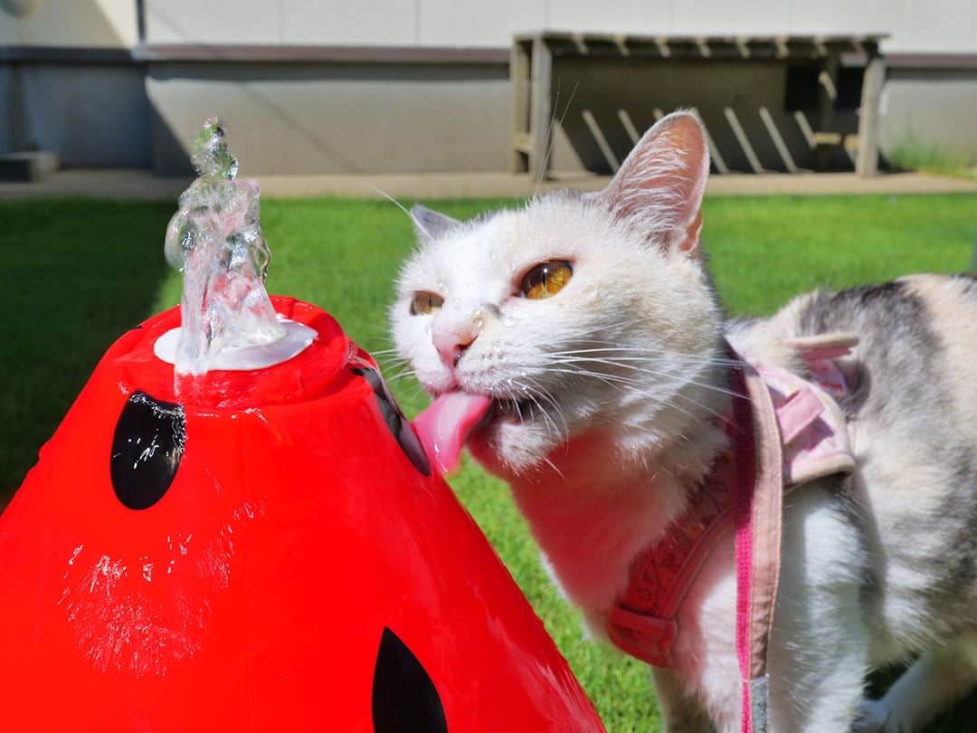 パステルキャットワールドのインスタグラム：「YouTube動画「ひんやりアイスちゅ～るタワーで猛暑を乗り切る猫達」より #猫 #cat #cats #catstagram #catlife #nekokichi #bosskichi #ネコ吉 #ボス吉 #pastelcatworld #ねこ #スイカの噴水」