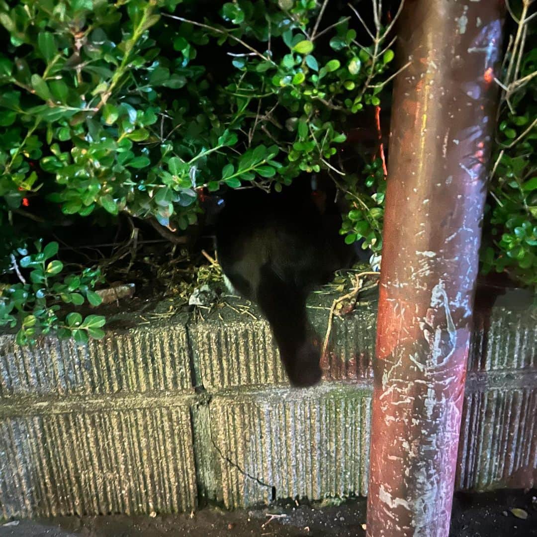ハシモトタカヒロのインスタグラム：「今日の #野良ジョーンズ」
