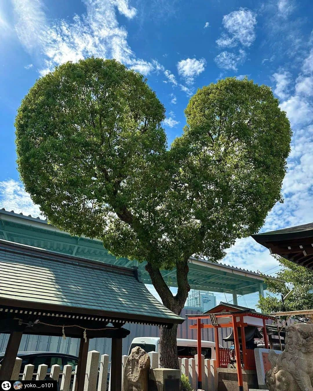 兵庫県さんのインスタグラム写真 - (兵庫県Instagram)「兵庫県公式インスタグラム『love_hyogo』です。  love_hyogoでは皆さんが #lovehyogo のハッシュタグを付けて投稿していただいた写真を紹介させていただきます。  本日のピックアップは  @yoko._.o101 さんのお写真です👑 ハッシュタグをつけての投稿ありがとうございます🙏  こちらは、神戸市中央区にある『南宮宇佐八幡神社』でのお写真です📷✨  お～っきなハートの木💞🌳 とってもきれいな形ですね。。。❣️  ほとんど手を加えることなく、自然にこの形になったそう～😲!!  「ハートの木がある神社」として紹介するようになってから、このクスノキを目当てに参拝する人も増えたようですよ😉🌳  普段は無人の神社ですが、毎月1日は社務所が開かれ、可愛い御朱印やお守りで、こちらもまた長蛇の列ができるそうです⛩️✨  幹線道路を1本入った通りにひっそりと佇むこちらの神社☝ 参拝者さんからは「こんなところに神社があったんだ!!」と驚かれることも多い、地元でも知る人ぞ知る神社です⛩️🌳  朝夕、涼しくなってきた今日このごろ、いつもと違う道を通って、新たな発見をしてみるのもいいですね～😉🎶  兵庫にまつわる投稿は#lovehyogo のハッシュタグをお願いします👈  This is "love_hyogo", the official Instagram of Hyogo Prefecture. We will introduce photos posted by you with the hashtag #lovehyogo on love_hyogo.  Today's pick is a photo by @yoko._.o101 Thank you for posting with the hashtag!  Please use the hashtag #lovehyogo for Hyogo related posts!  #兵庫県#兵庫#hyogo #lovehyogo#love_hyogo #japan #photooftheday #followme #instagood #photography #picooftheday #脇浜南宮宇佐八幡神社 #脇浜神社#クスノキ #ハートの形のクスノキ #ハートの木がある神社 #ついたちまいり #きてみて兵庫道の駅 #自慢したい兵庫の景色」9月28日 9時48分 - love_hyogo