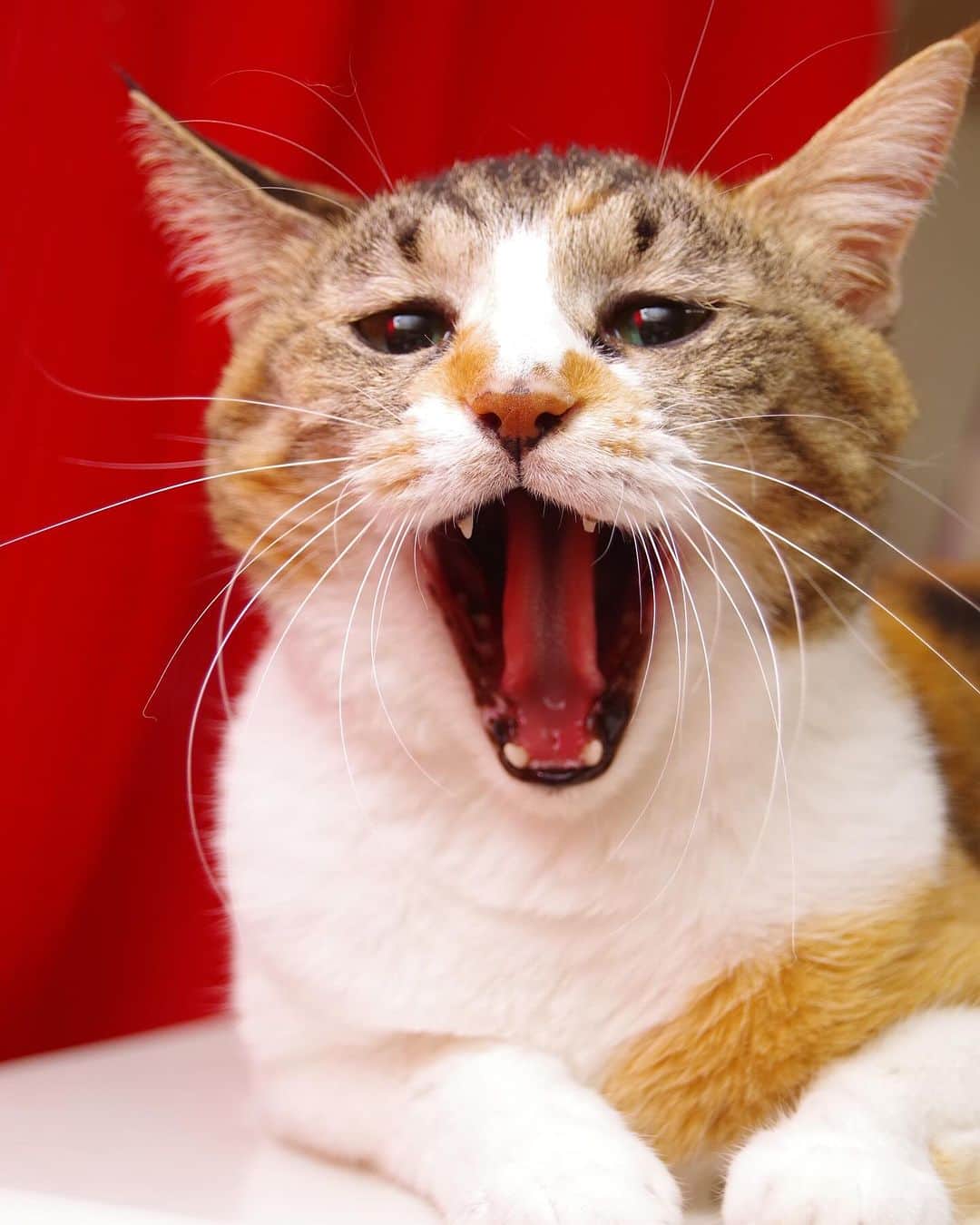 Kachimo Yoshimatsuさんのインスタグラム写真 - (Kachimo YoshimatsuInstagram)「あくびまで、0.6秒｡  #うちの猫ら #猫 #castella #ねこ #ニャンスタグラム #にゃんすたぐらむ #ねこのきもち #cat #ネコ #catstagram #ネコ部 http://kachimo.exblog.jp」9月28日 10時07分 - kachimo