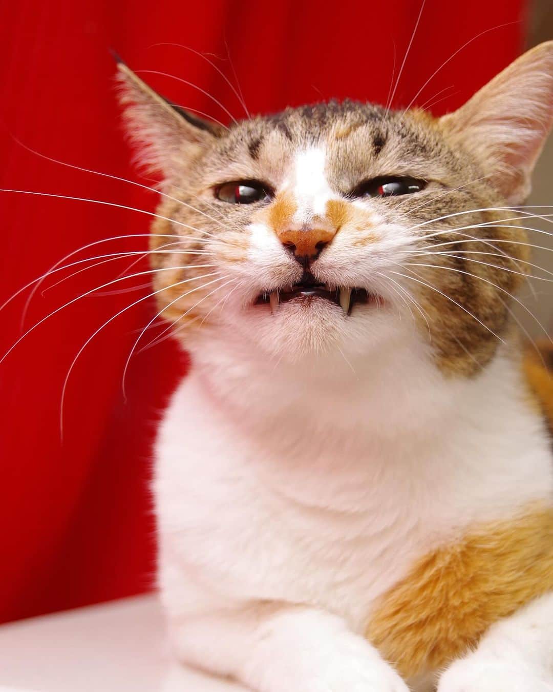 Kachimo Yoshimatsuのインスタグラム：「あくびまで、0.6秒｡  #うちの猫ら #猫 #castella #ねこ #ニャンスタグラム #にゃんすたぐらむ #ねこのきもち #cat #ネコ #catstagram #ネコ部 http://kachimo.exblog.jp」