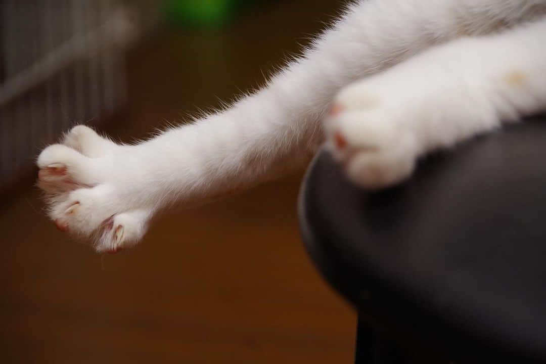 Kachimo Yoshimatsuのインスタグラム：「ひらいた。  #うちの猫ら #猫 #oinari #ねこ #ニャンスタグラム #にゃんすたぐらむ #ねこのきもち #cat #ネコ #catstagram #ネコ部 http://kachimo.exblog.jp」