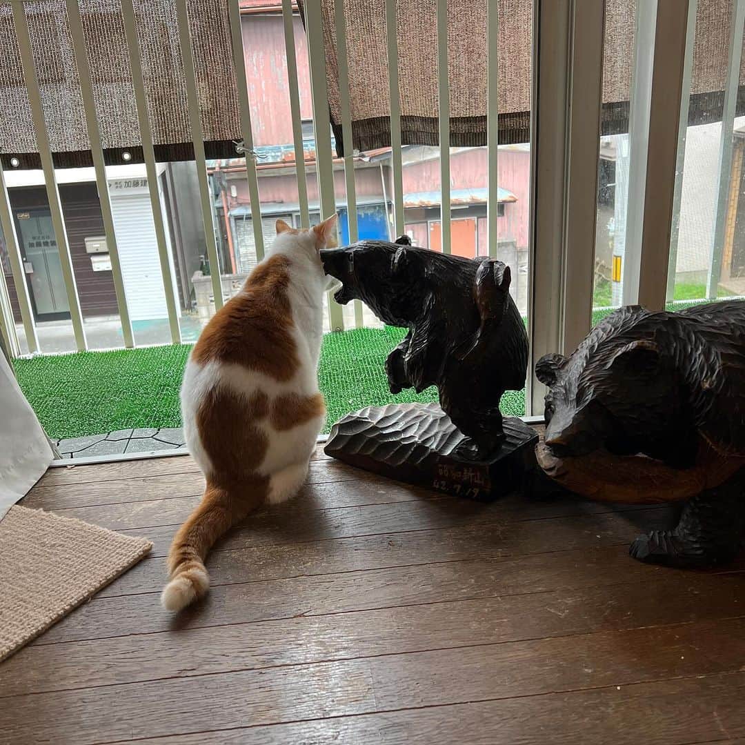 Kachimo Yoshimatsuのインスタグラム：「熊の耳うち｡  #うちの猫ら #猫 #oinari #ねこ #ニャンスタグラム #にゃんすたぐらむ #ねこのきもち #cat #ネコ #catstagram #ネコ部 http://kachimo.exblog.jp」