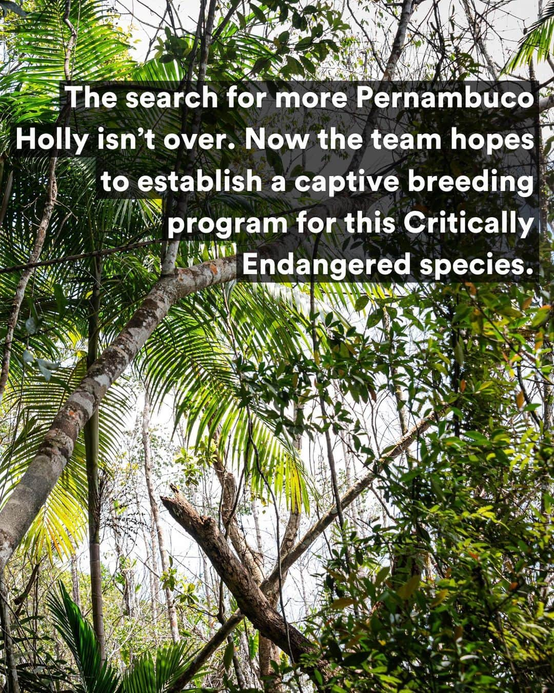 レオナルド・ディカプリオさんのインスタグラム写真 - (レオナルド・ディカプリオInstagram)「FOUND: The Pernambuco Holly (Ilex Sapiiformis), one of the world’s top 25 most wanted lost species, has been rediscovered in Brazil’s Atlantic Forest. It’s the 9th lost species to be rediscovered on @rewild’s Search for Lost Species most wanted list. It had not had a documented sighting in 186 years.   Ecologist Gustavo Martinelli led an expedition team that scoured the collections of botanical gardens and universities throughout Brazil, hoping to find any overlooked or unidentified specimens tucked away that could help a field search. They discovered two plants collected 45 years apart and one of the plants pointed them to the metropolitan region of Recife.  In a small patch of forest the expedition team found four individual trees. The area was once dense Atlantic tropical forest, but is now mostly urban areas interspersed with sugarcane plantations. Much of Brazil’s southeastern Atlantic forest has been destroyed and less than 5% remains intact. The forest that does remain is very fragmented.  The search for more Pernambuco Holly trees isn’t over. Working with Jardim Botânico de Recife and other local partners the expedition team is hoping to find more trees, collect their seeds and germinate them.  #LostSpecies」9月28日 2時10分 - leonardodicaprio