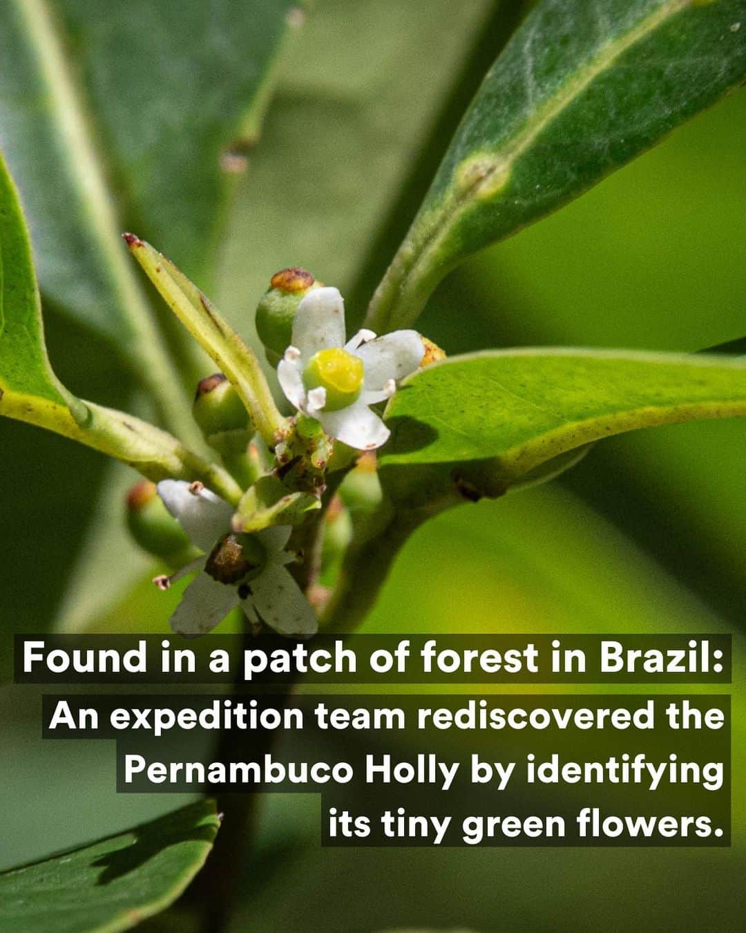 レオナルド・ディカプリオさんのインスタグラム写真 - (レオナルド・ディカプリオInstagram)「FOUND: The Pernambuco Holly (Ilex Sapiiformis), one of the world’s top 25 most wanted lost species, has been rediscovered in Brazil’s Atlantic Forest. It’s the 9th lost species to be rediscovered on @rewild’s Search for Lost Species most wanted list. It had not had a documented sighting in 186 years.   Ecologist Gustavo Martinelli led an expedition team that scoured the collections of botanical gardens and universities throughout Brazil, hoping to find any overlooked or unidentified specimens tucked away that could help a field search. They discovered two plants collected 45 years apart and one of the plants pointed them to the metropolitan region of Recife.  In a small patch of forest the expedition team found four individual trees. The area was once dense Atlantic tropical forest, but is now mostly urban areas interspersed with sugarcane plantations. Much of Brazil’s southeastern Atlantic forest has been destroyed and less than 5% remains intact. The forest that does remain is very fragmented.  The search for more Pernambuco Holly trees isn’t over. Working with Jardim Botânico de Recife and other local partners the expedition team is hoping to find more trees, collect their seeds and germinate them.  #LostSpecies」9月28日 2時10分 - leonardodicaprio