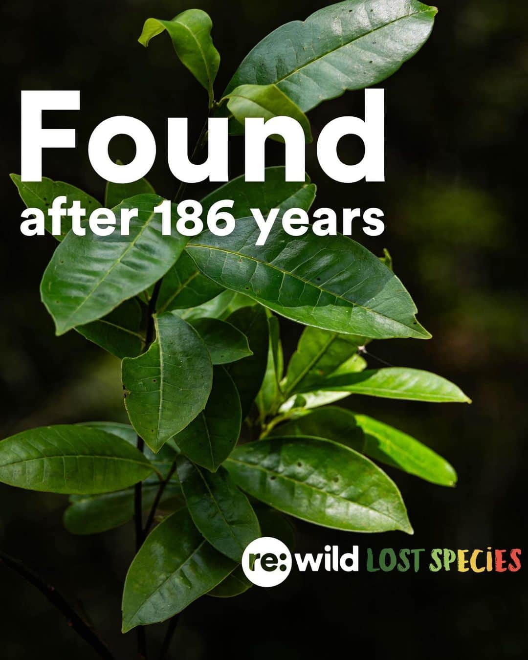 レオナルド・ディカプリオのインスタグラム：「FOUND: The Pernambuco Holly (Ilex Sapiiformis), one of the world’s top 25 most wanted lost species, has been rediscovered in Brazil’s Atlantic Forest. It’s the 9th lost species to be rediscovered on @rewild’s Search for Lost Species most wanted list. It had not had a documented sighting in 186 years.   Ecologist Gustavo Martinelli led an expedition team that scoured the collections of botanical gardens and universities throughout Brazil, hoping to find any overlooked or unidentified specimens tucked away that could help a field search. They discovered two plants collected 45 years apart and one of the plants pointed them to the metropolitan region of Recife.  In a small patch of forest the expedition team found four individual trees. The area was once dense Atlantic tropical forest, but is now mostly urban areas interspersed with sugarcane plantations. Much of Brazil’s southeastern Atlantic forest has been destroyed and less than 5% remains intact. The forest that does remain is very fragmented.  The search for more Pernambuco Holly trees isn’t over. Working with Jardim Botânico de Recife and other local partners the expedition team is hoping to find more trees, collect their seeds and germinate them.  #LostSpecies」
