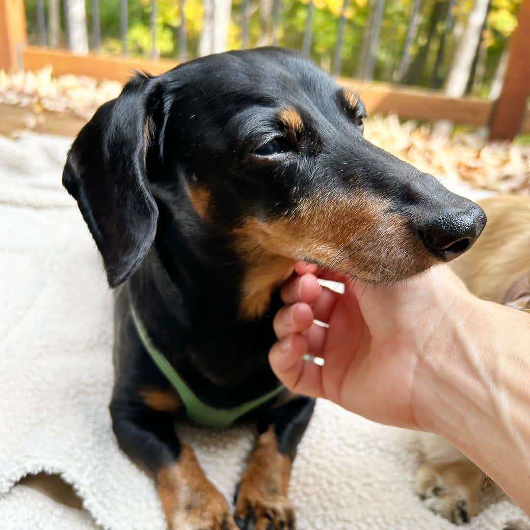 Crusoe the Celebrity Dachshundさんのインスタグラム写真 - (Crusoe the Celebrity DachshundInstagram)「“Hi guys, I haven’t been totally upfront with you all and I’m sorry.. We just needed time to process and see where things were going lately.. But unfortunately the dreaded IVDD returns.. 😞 I had a setback a few weeks ago that has affected my walking.. We think it’s likely a new disc adjacent to my old surgery. I can still walk, but not as good as before this.. I’m currently on crate rest/conservative management. After everything we’ve been through, I can’t even describe just how tired we are of dealing with this, and heartbroken this is what we’re dealing with again, when I should otherwise just be enjoying my golden years.. I will try to post updates where appropriate, as I know many of you legitimately care about my wellbeing which we appreciate, but for the most part we are on a hiatus from social media.. Thanks for your understanding, love, and support” ~ Crusoe」9月28日 2時54分 - crusoe_dachshund