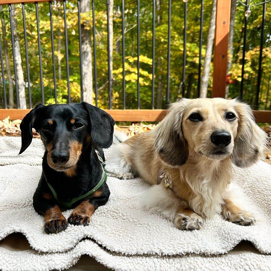 Crusoe the Celebrity Dachshundのインスタグラム：「“Hi guys, I haven’t been totally upfront with you all and I’m sorry.. We just needed time to process and see where things were going lately.. But unfortunately the dreaded IVDD returns.. 😞 I had a setback a few weeks ago that has affected my walking.. We think it’s likely a new disc adjacent to my old surgery. I can still walk, but not as good as before this.. I’m currently on crate rest/conservative management. After everything we’ve been through, I can’t even describe just how tired we are of dealing with this, and heartbroken this is what we’re dealing with again, when I should otherwise just be enjoying my golden years.. I will try to post updates where appropriate, as I know many of you legitimately care about my wellbeing which we appreciate, but for the most part we are on a hiatus from social media.. Thanks for your understanding, love, and support” ~ Crusoe」
