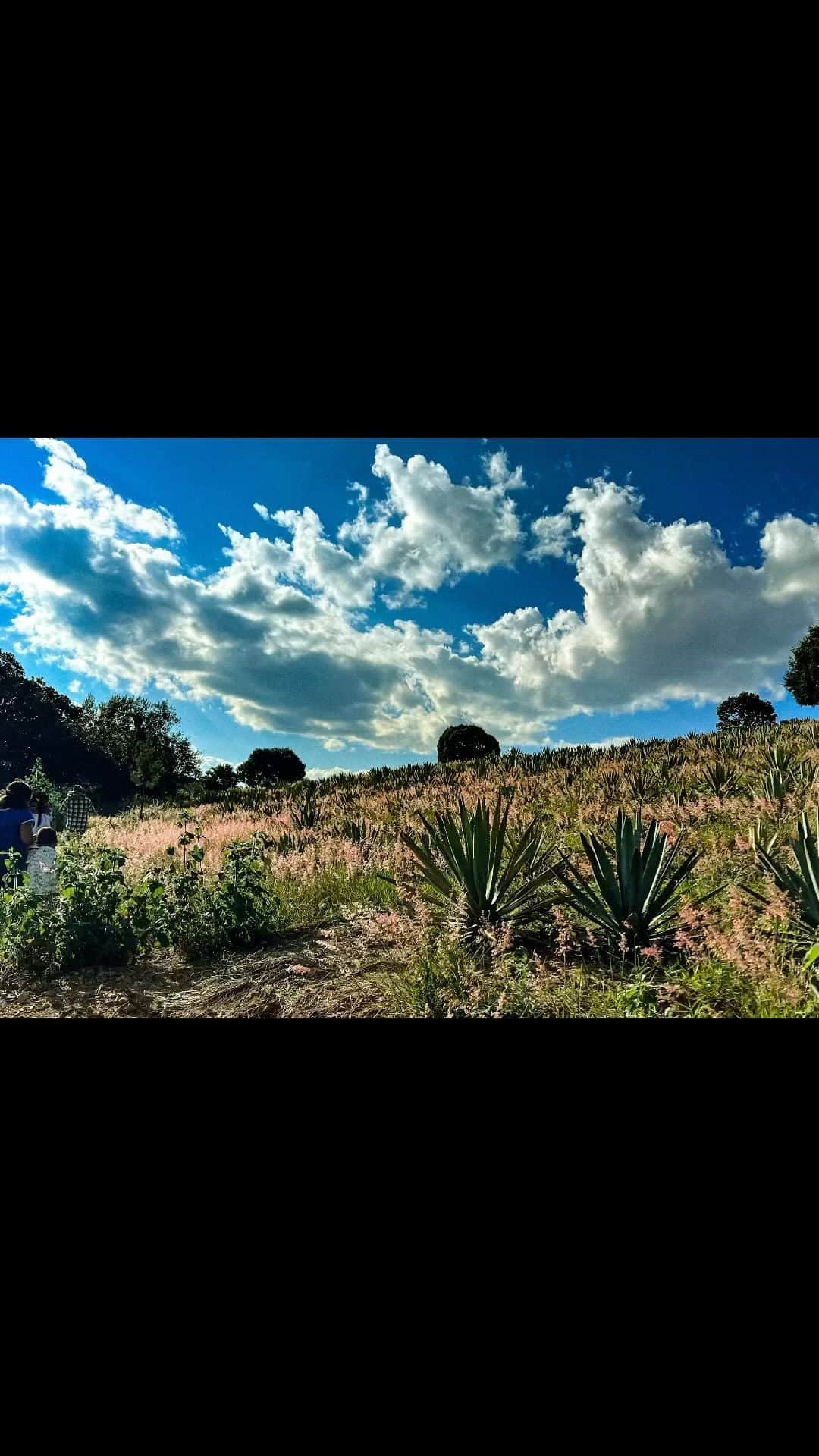 ミシェル・ロドリゲスのインスタグラム：「There are hundreds of millions of dollars being made from Oaxacan land every year in alcohol products, yet somehow Oaxaca remains one of the poorest provinces in Mexico. Maybe it’s time for bottom up approach to starting an alcohol brand. This exchange between the people, the land & the alcohol industry needs a make over. We propose starting a 10 percent trend, where our mezcal company invests 10 percent of its profits to micro finance the training of Oaxacan women in the ancient tradition of becoming maestras Mezcaleras. A tradition that has only recently opened up to women for the 1st time. Hopefully this will be the start of a new way to do business in Oaxaca. Reciprocity,  Wish us luck on this wonderful venture ✨🤟🏽」