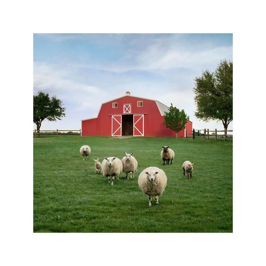 Airbnbのインスタグラム：「Counting sheep.」