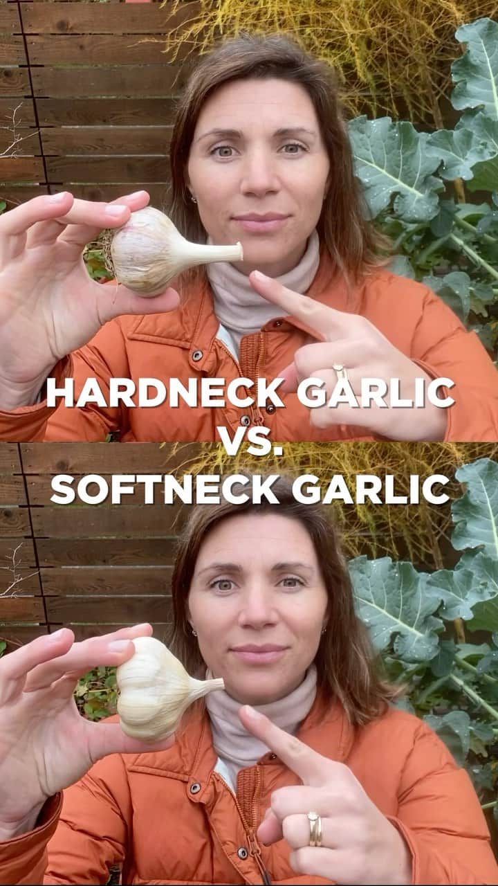 HGTVのインスタグラム：「Do you know the difference between hardneck garlic and softneck garlic? 🧄  @seattleurbanfarmco gives the inside scoop.   #HGTVOutdoors」