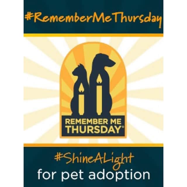 メリッサ・ジョーン・ハートさんのインスタグラム写真 - (メリッサ・ジョーン・ハートInstagram)「Tomorrow is #RememberMeThursday   Help me #ShineALight on #petadoption on September 28, 2023, so we can show others why pet adoption is the way to go. Changing just one mind can save a life.   For more info visit https://remembermethursday.org and thank you to @lbdrescue for helping us find our fur-babies.  #adoptdontshop #spayandneuter」9月28日 5時30分 - melissajoanhart