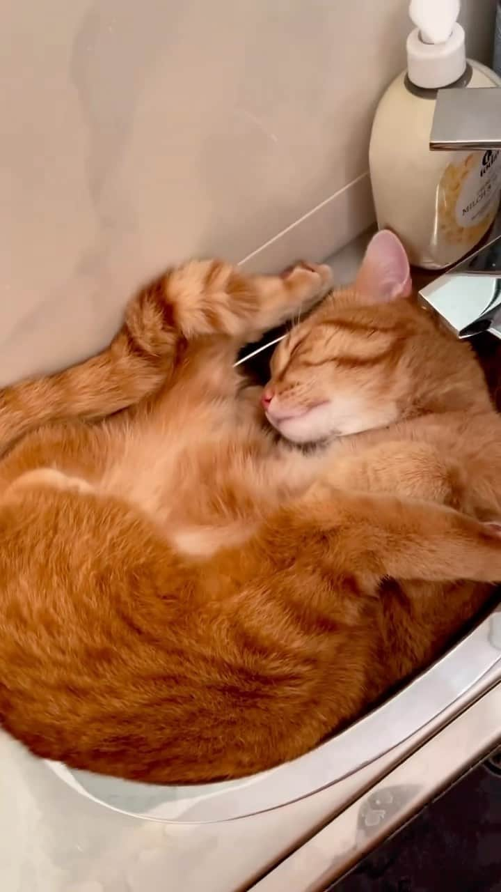 Aww Clubのインスタグラム：「All orange cats share one brain cell  @mitay__cat  #meowed #cutecat #cats #lazycat #gingercat」