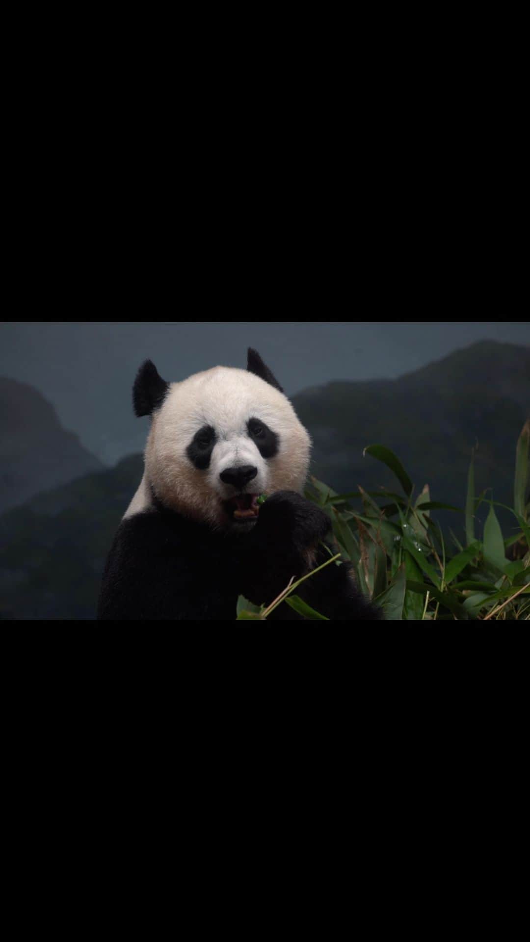 スミソニアン博物館のインスタグラム：「🐼 Memories of Mei Xiang. . . . ❤️ Whether she is shaking snacks out of a puzzle feeder or sliding down a snow-covered hill, giant panda Mei Xiang has given us countless reasons to smile. And, as a phenomenal mother to four cubs, she has not only contributed to her species’ survival, but also to conservationists’ collective knowledge about panda biology, breeding and so much more. Nicole MacCorkle, giant panda keeper, shares some of her favorite moments with Mei Xiang. . . . 🎉 Cele-bear-ate Mei Xiang’s legacy with us during #PandaPalooza, sponsored by @boeing and @eventsdc, now through Oct. 1! Bid our pandas a giant farewell as they prepare to go to China later this year. Get your #free entry passes and take @metroforward to the Zoo, if you’re not driving. 🎟️VISIT: https://s.si.edu/3P7ItV9. (Link in bio.) . . .  @smithsonian」