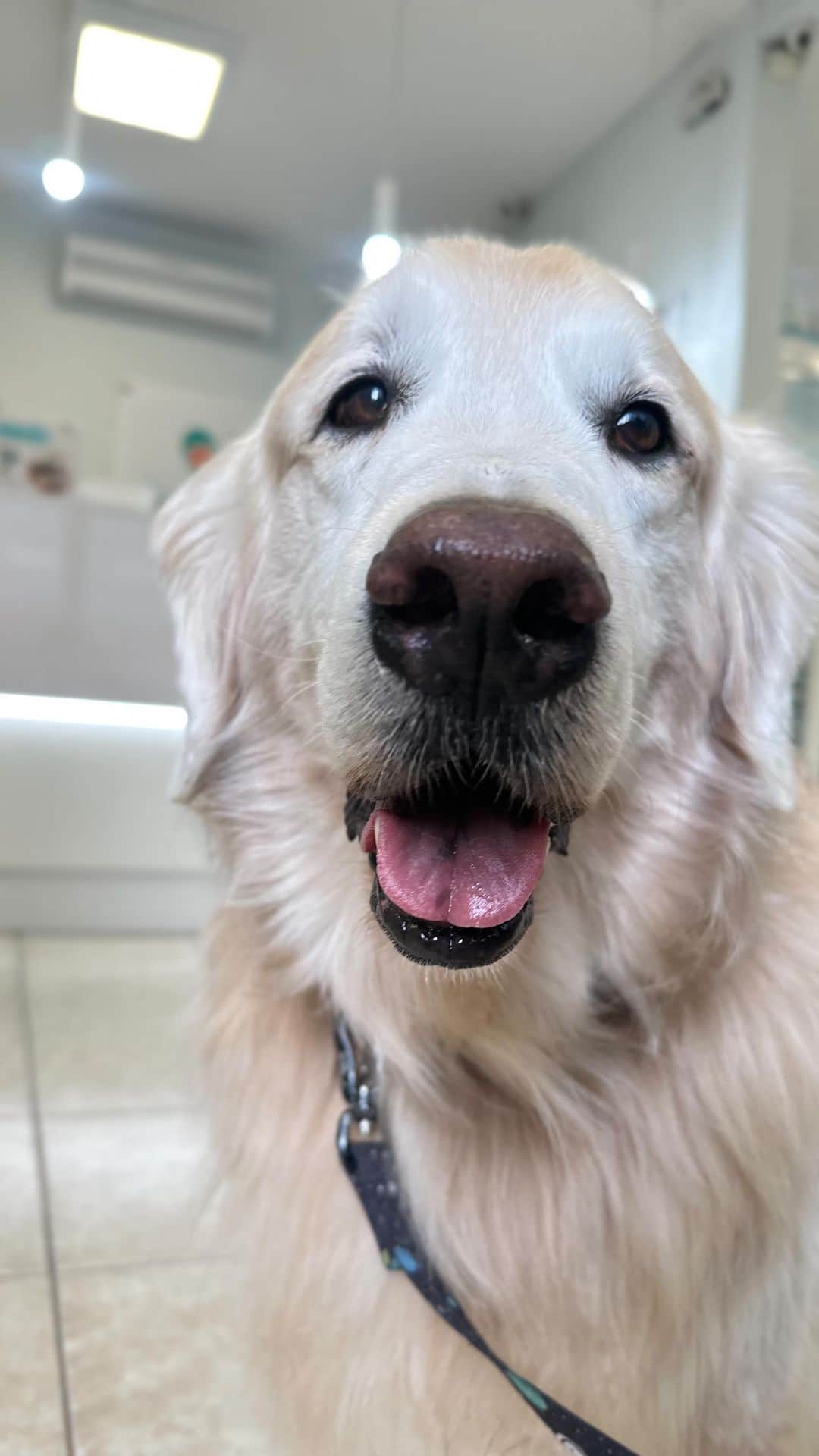 Bobのインスタグラム：「E hoje foi dia do Bob fazer a limpeza de tártaro!!! Pois é gente, papito relaxou, deixou de escovar e os dentes encheram de tártaro 🙉 Aproveitamos os exames pré operatórios que estão em dia e marcamos pra hoje mesmo!  Cirurgia aos comandos da Dra. @thais.binotto juntamente da equipe do @hospitalvetpaesdebarros  Dra. @vet.luanaafonso e Dra. @vet.mayarachinaglia 💯」