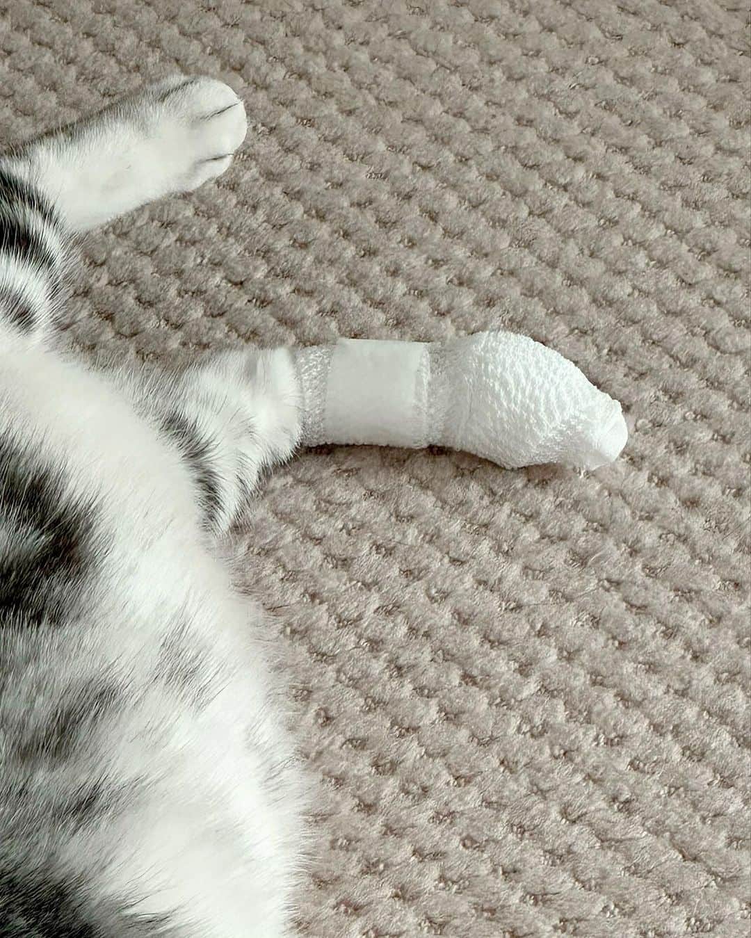 長野智子さんのインスタグラム写真 - (長野智子Instagram)「アメリさん。。 激しく遊びすぎて足を負傷😂  舐めないように包帯やら、エリザベスカラーやらツライねえ。。あと一週間はがんばってください🥹  皆さまは安全によい一日を🙏  #猫負傷」9月28日 8時39分 - naganotomoko