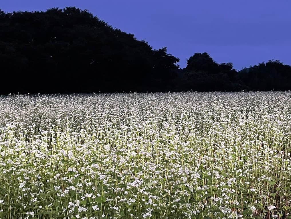依田司さんのインスタグラム写真 - (依田司Instagram)「9月28日（木） 茨城県常陸大宮市のまちファームでは、秋の風物詩「そばの花畑」が満開となっています。 育てているのは、茨城ブランドでもある「常陸秋そば」。元は耕作放棄地だった場所に植えられた「そば」は今年の暑さにも耐え、スクスクと育ち、キレイな白い花を咲かせています。その広さは東京ドーム3個分。 来月中旬に「そばの実」としての収穫が始まり、11月ごろには「新そば」として食べられるそうです。待ち遠しいですね。  #まちファーム #そばの花畑 #Righton #ライトオン #依田さん #依田司 #お天気検定 #テレビ朝日 #グッドモーニング #気象予報士 #お天気キャスター #森林インストラクター #グリーンセイバーアドバンス #プロジェクトワイルド #IPCC伝導者 #japan #japantrip #japantravel #unknownjapan #japanAdventure #japanlife #lifeinjapan #instagramjapan #instajapan #療癒 #ilovejapan #weather #weathercaster #weatherforecast」9月28日 8時52分 - tsukasa_yoda