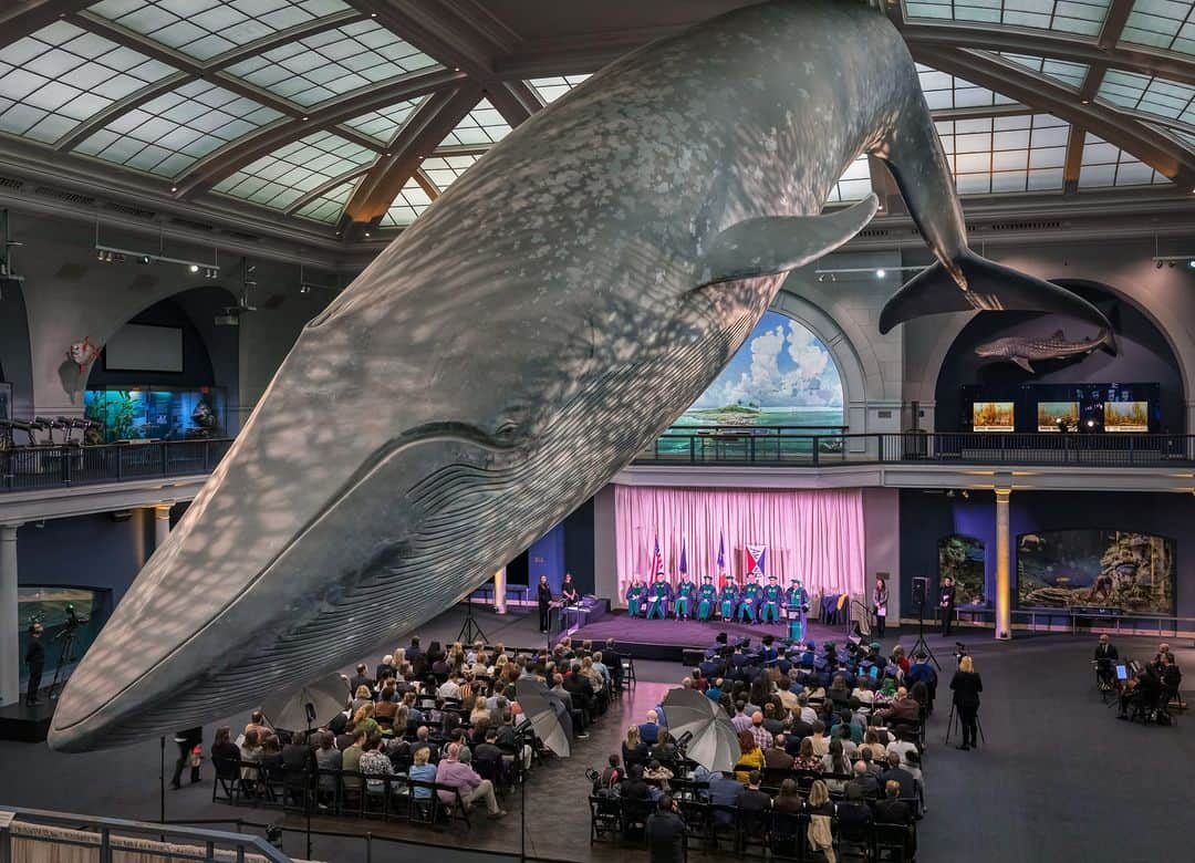 アメリカ自然史博物館のインスタグラム：「🎓Congratulations to this year’s graduating class of the Richard Gilder Graduate School! This week, the Museum held its tenth commencement under the iconic Blue Whale in the Milstein Hall of Ocean Life, celebrating four doctoral graduates and 15 Master of Arts in Teaching Earth Science Residency Program (MAT ESRP) graduates.  🐋This year marks the 15th year since the first cohort of students enrolled in the Museum’s comparative biology program, the first and only freestanding Ph.D. degree-granting program to be offered at any museum in the Western Hemisphere. Since the MAT program began in 2012, as the first freestanding museum-based master’s degree program to prepare science teachers in the United States, it has prepared more than 167 Earth science teachers, reaching approximately 80,000 students in high-needs schools in New York City and beyond.  Photo: M. Shanley /©️ AMNH  #graduation #STEM #museums #AMNH #education」