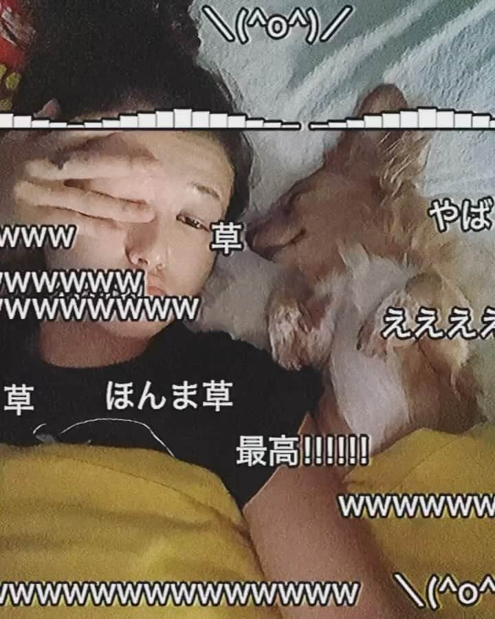 フェフ姉さんのインスタグラム：「今年の夏、お泊まりきたワンちゃん達と沢山遊んだワンチャン達🐕 . . _ #また沢山遊ぼうね🐕 #夏の思い出 #U^ェ^U」