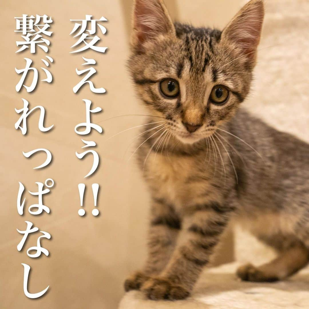 猫カフェきぶん屋のインスタグラム