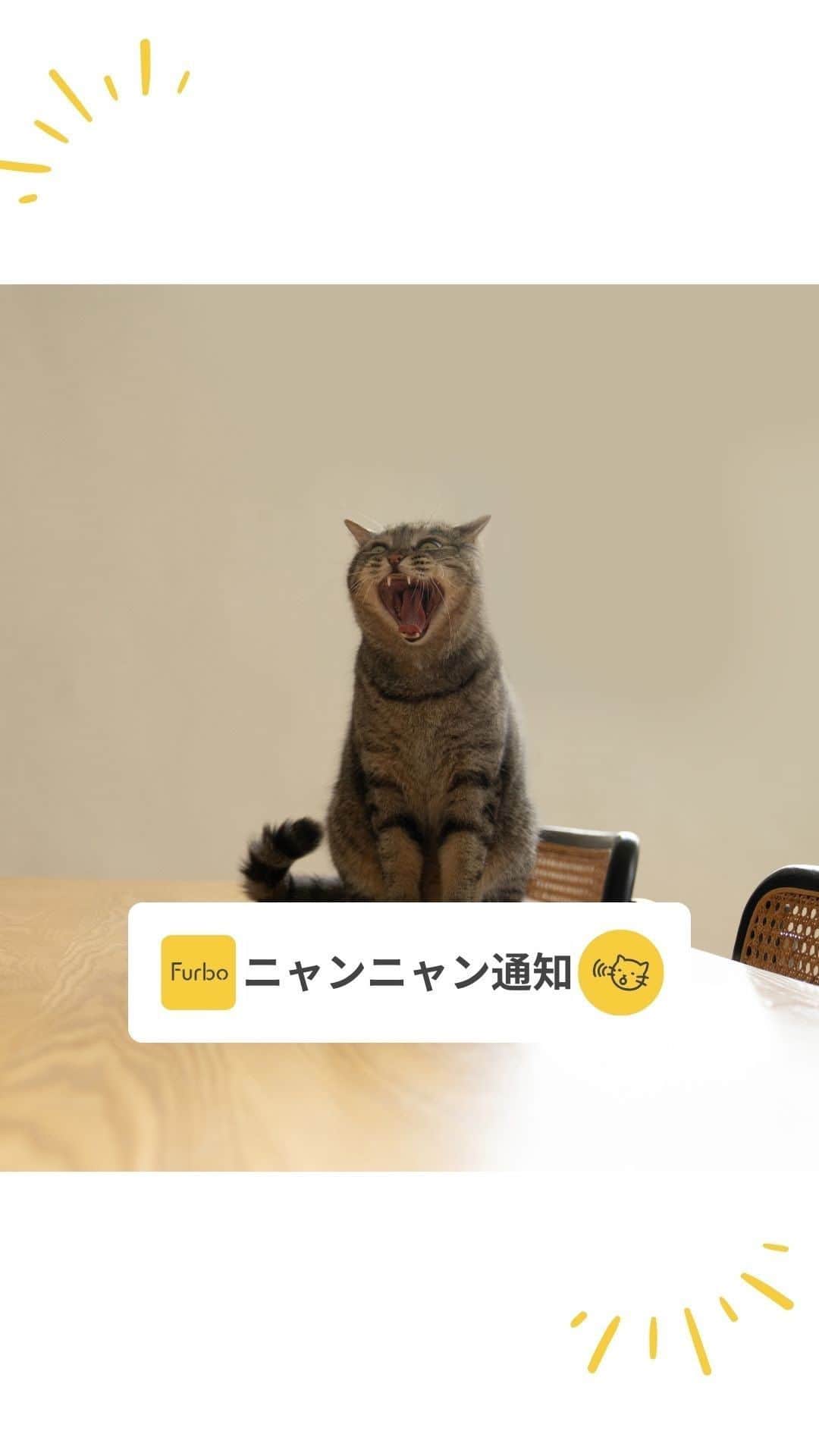 Furbo ドッグカメラのインスタグラム：「▼ ニャンニャン通知は何がすごい？😼✨  猫ちゃん専用設計の Furboネコカメラ360°ビューに 標準で搭載！！  「 ニャンニャン通知 」は 愛猫のピンチを即座にお知らせ🔔💫  👂 猫の “鳴き声” を自動で検知 ✌️ 検知感度はアプリで調整可能 👌 スケジュール設定でON/OFFもできる  ただいまFurboネコカメラ🎥は 発売記念セール開催中！🎉   公式サイトで今だけなんと…… 　💥 3 0 % O F F 💥  発売記念セールは2度とやってきません…… このチャンスをお見逃しなく！🐈💨  今すぐプロフィールリンク🔗へ😽✨  ⇨ @furbo_japan         #Furbo #ファーボ #ネコカメラ #ペットカメラ #見守りカメラ #お留守番カメラ #猫すたぐらむ #にゃんすたぐらむ #ねこのいる生活 #ねこ好き #猫と暮らす #猫のいる暮らし #猫部 #猫の健康管理 #猫用品 #猫グッズ」