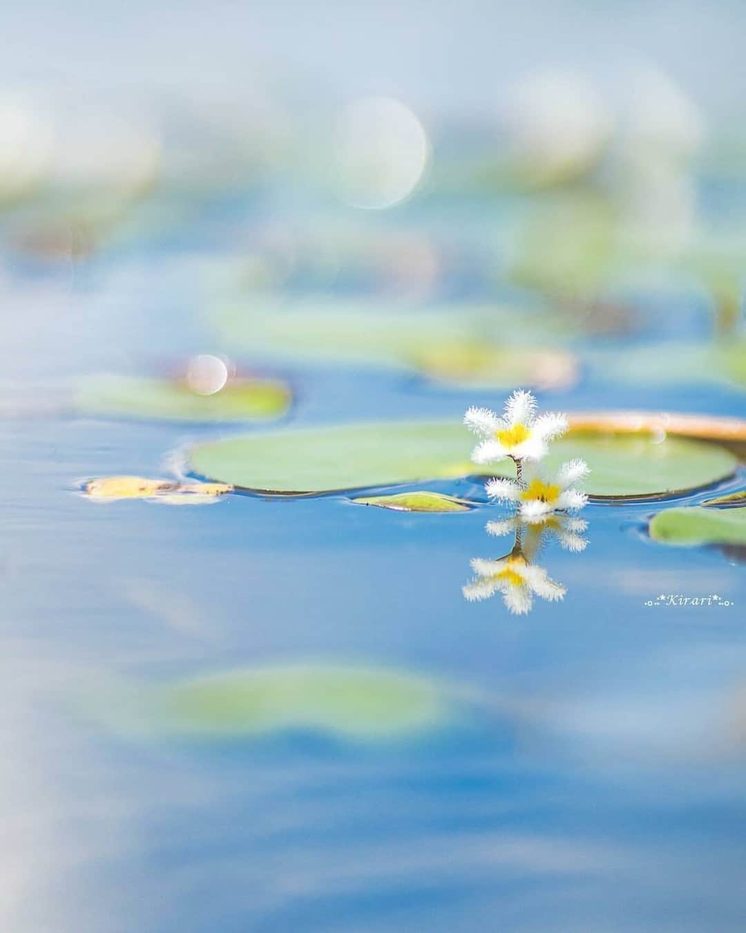 花の写真館のインスタグラム：「Photo by @kirari12ki. https://instagram.com/kirari12ki/ . Original Post[投稿いただいたURL] https://www.instagram.com/p/CwxYdZLPLdv/ . 本アカウントは、 #私の花の写真 をつけてInstagramに投稿された皆さまの花の写真や、「花の写真館」Facebookページで投稿された花の写真を紹介します。 「花の写真館」Facebookページは、「 @floral.photograph 」のプロフィールにあるURLからご覧ください。 . ※各種法令、マナー、関係者の指示に従った撮影をお願いします。 *Please ensure that your photography adheres to all relevant laws, etiquette, and instructions issued by authorized persons. ※本アカウントは東京カメラ部がFacebook、Instagramのサービスを利用して運営しているもので、Meta社・Instagramとは一切関係ありません。 . #花の写真館 #floralphotograph #floralphoto #flower #flowers Follow: @floral.photograph」