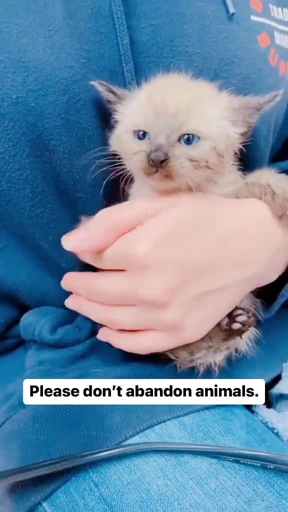 Cute Pets Dogs Catsのインスタグラム