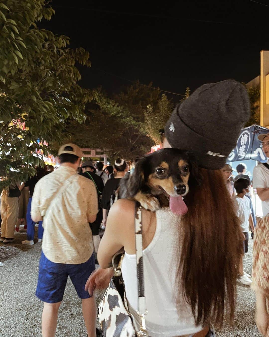 横⼭花奈さんのインスタグラム写真 - (横⼭花奈Instagram)「あち〜て感じだと思うんだけどこのベロ出てる感じがたまらんっ😮‍💨  #チワックス#愛犬#わんこのいる生活 #お祭り」9月28日 19時39分 - hana_yokoyama_
