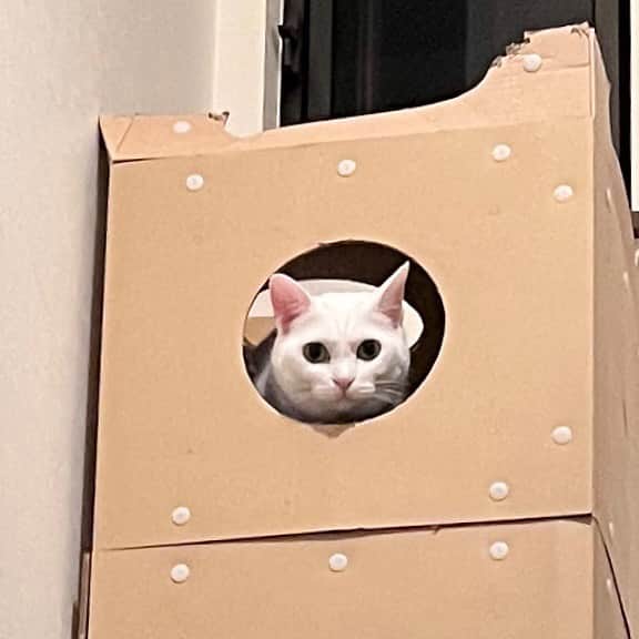 marikill66さんのインスタグラム写真 - (marikill66Instagram)「見てる(ↂ⃙⃙⃚⃛ωↂ⃙⃙⃚⃛) * * * #catsofinstagram #instacat_meows #IGersJP #nyancon01 #mmts_nekotomo #無敵の親バカ同盟 #関西ねこ部 #ふわもこ部 #ペコねこ部 #peppyフォト部 #peppy元気のヒケツ #ねこは人を笑顔にする #サンデイ #sippoストーリー #メイクにゃーと #ペトコト取材班 #ニャン友 #ねこのきもち #第3回ペトラフイラストキャンペーン #ジアイーノ保護犬猫応援プロジェクト #ニャイドル祭 * #fukuhakucha #marikill66_0928」9月28日 20時03分 - marikill66
