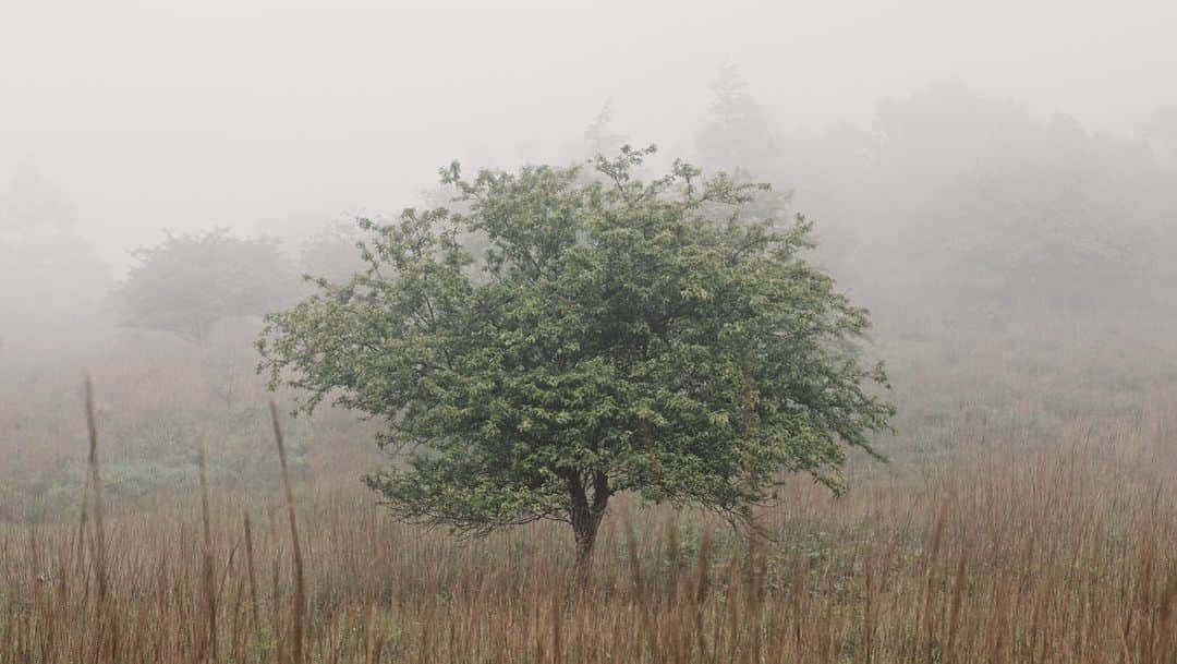Nanaのインスタグラム：「morning fog  1枚目は動画から切り出し。  #sonya7iv #foggymorning #foggyforest #morningfog #splendid_woodlands #mistymorning #moody_nature #beautifulmoments #folkscenery #霧」