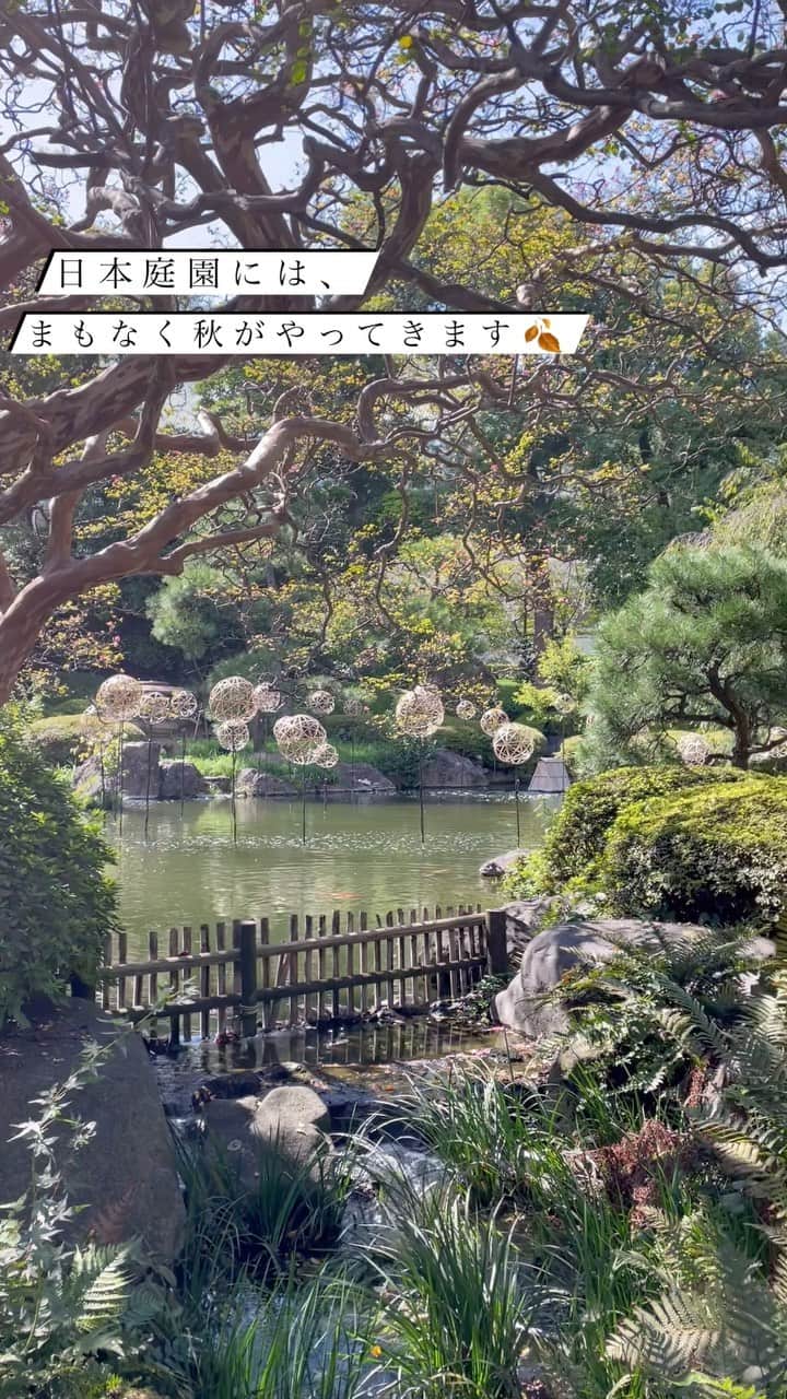 のインスタグラム：「. 日本庭園にはまもなく秋がやってきます🍂  一足早く色付いた紅葉の様子とともに、現在の庭園の様子をお届けいたします🍁✨  Autumn will arrive soon at the Japanese garden 🍂  We will share you the current state of the garden as well as the autumn leaves that have started to change color 🍁✨  #グランドプリンスホテル新高輪 #グランドプリンスホテル高輪 #ザプリンスさくらタワー東京 #日本庭園 #もみじ #紅葉 #秋 #高輪時間 #grandprincehotelshintakanawa #grandprincehoteltakanawa #theprincesakuratowertokyo #japanesegarden」