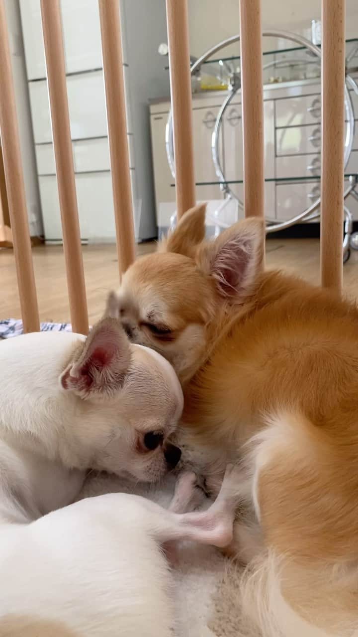 mayuのインスタグラム：「． めずらしくいりこがグダグダかまってちゃん😆． ． ． ．  #チワワ#ちわわ #chihuahua#犬#犬のいる暮らし」