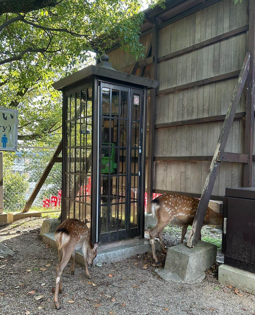 島崎友莉亜さんのインスタグラム写真 - (島崎友莉亜Instagram)「たのしかった奈良🦌 空気もおいしかった〜ならよかった🦌  #奈良観光 #興福寺」9月28日 11時44分 - yuria_shimazaki_uug2ki