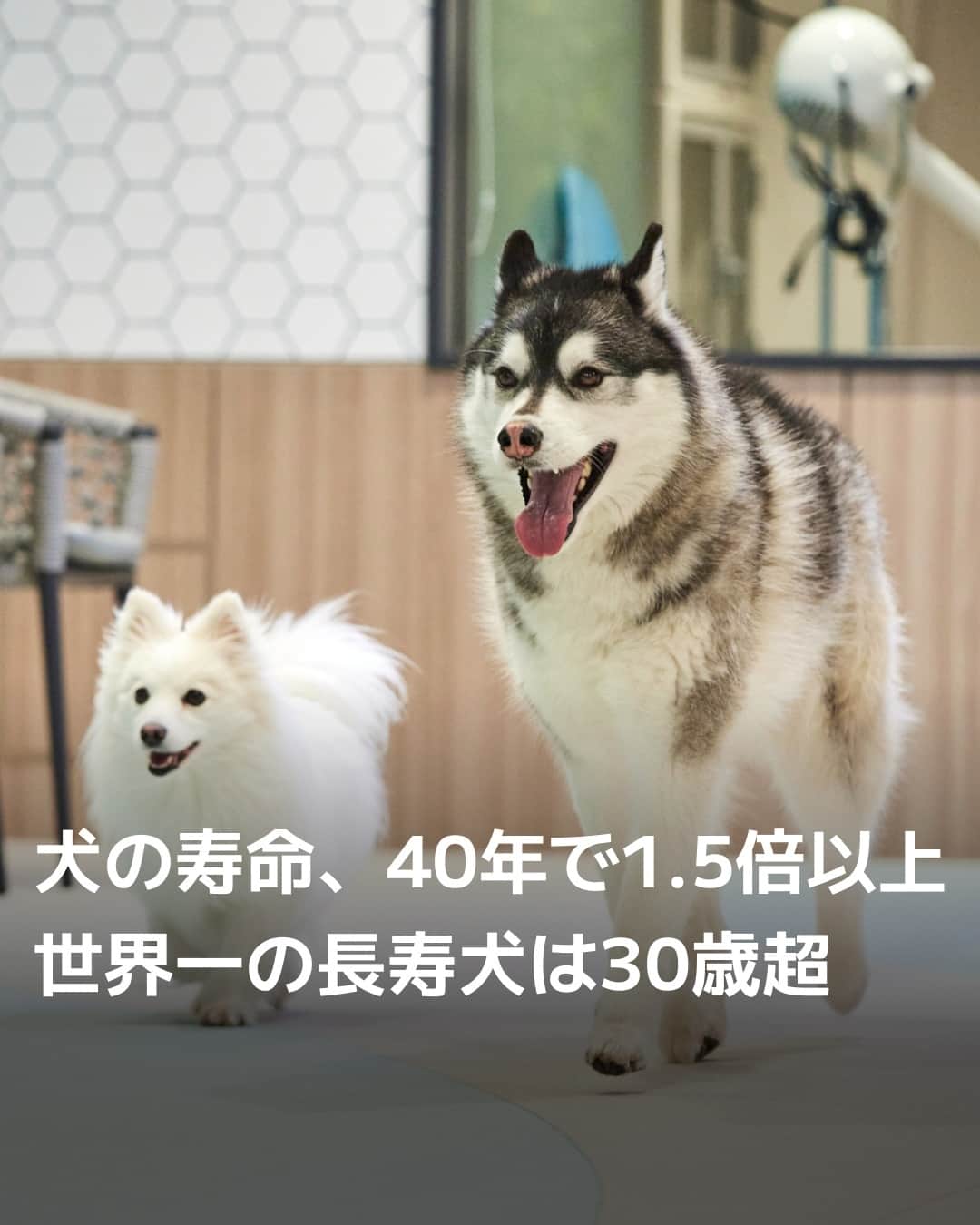 のインスタグラム：「新型コロナウイルス禍で癒やしなどを求め、犬を飼う人が増えたそうです。家族同様にかわいがる飼い主は多くいます。つらいのは愛犬との別れですが、実は犬の寿命は大きく延びています。⁠ ⁠ 詳細はプロフィールの linkin.bio/nikkei をタップ。⁠ 投稿一覧からコンテンツをご覧になれます。⁠→⁠@nikkei⁠ ⁠ #愛犬 #dog #犬 #犬バカ部 #犬種 #癒しわんこ #犬のいる暮らし #わんこ #日経電子版」