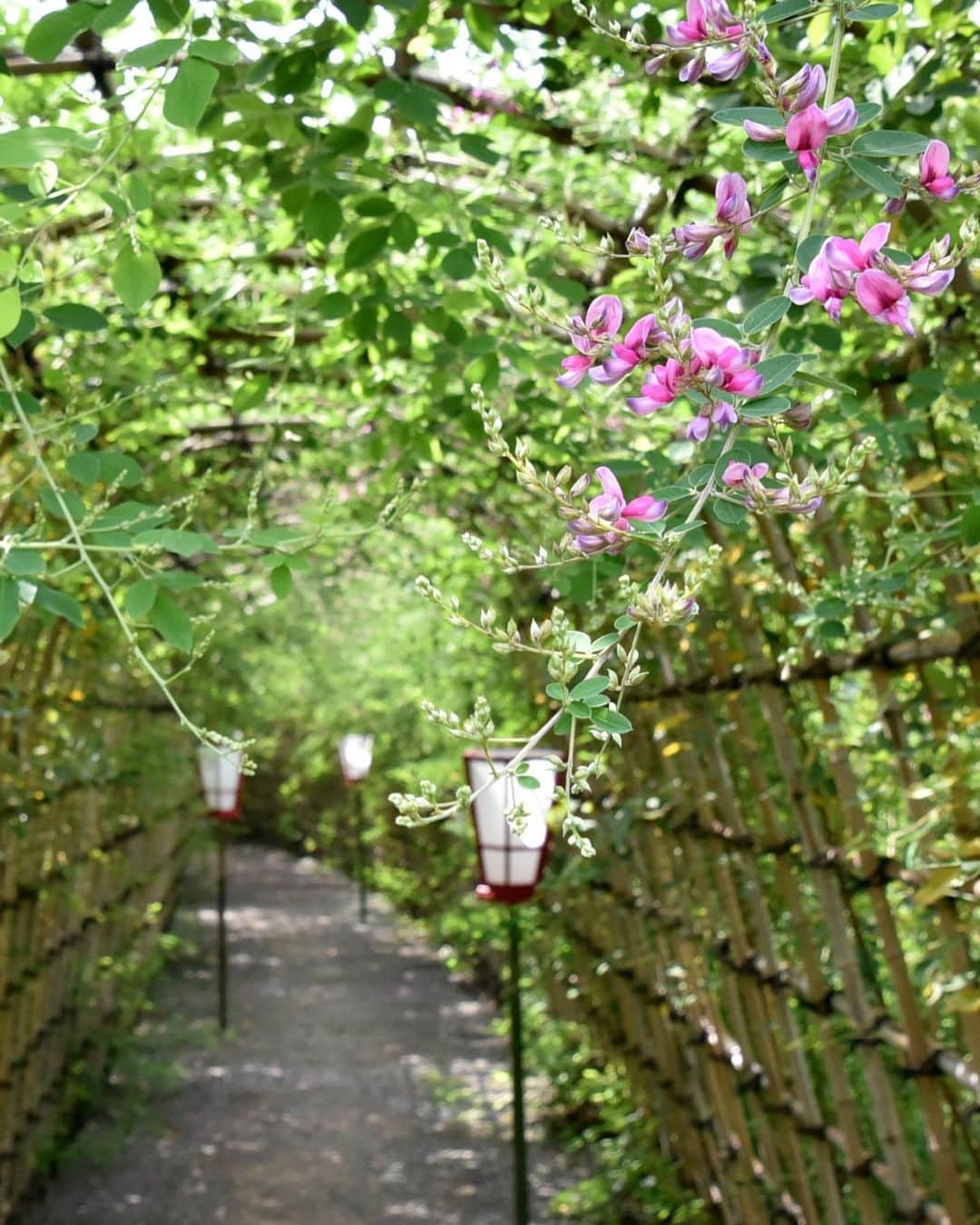 墨田区さんのインスタグラム写真 - (墨田区Instagram)「【向島百花園　萩まつり】 暑さ寒さも彼岸までとはいいますが、すっかり秋の装い。 彼岸花と女郎花の競演✿ 萩のトンネルも見ごろ迎えています🌇  日時　開催中～１０月１日　９時～１７時（最終入園１６時３０分） 場所　墨田区東向島３－１８－３ 入場料　一般１５０円、６５歳以上７０円 （小学生以下及び都内在住・在学の中学生無料）  撮影者：　#すみだカメラ部10選 1～２枚目▶　@mk_kotonoha 3～4枚目▶　広報広聴担当  #墨田区#すみだ#sumida#東京#tokyo#わたしのすみだ自慢#これもすみだのシティプロモーション #向島百花園 #萩まつり #彼岸花 ＃萩 #萩のトンネル #秋の訪れ #見ごろ #お出掛け #散歩 #すみだ散歩」9月30日 9時00分 - sumida_official