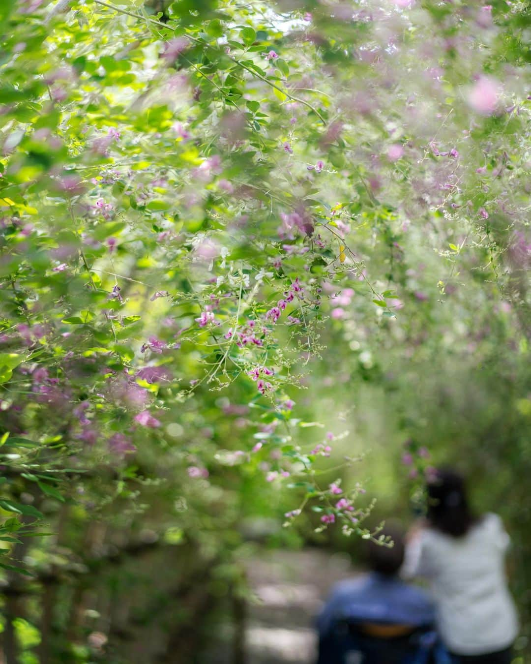 墨田区さんのインスタグラム写真 - (墨田区Instagram)「【向島百花園　萩まつり】 暑さ寒さも彼岸までとはいいますが、すっかり秋の装い。 彼岸花と女郎花の競演✿ 萩のトンネルも見ごろ迎えています🌇  日時　開催中～１０月１日　９時～１７時（最終入園１６時３０分） 場所　墨田区東向島３－１８－３ 入場料　一般１５０円、６５歳以上７０円 （小学生以下及び都内在住・在学の中学生無料）  撮影者：　#すみだカメラ部10選 1～２枚目▶　@mk_kotonoha 3～4枚目▶　広報広聴担当  #墨田区#すみだ#sumida#東京#tokyo#わたしのすみだ自慢#これもすみだのシティプロモーション #向島百花園 #萩まつり #彼岸花 ＃萩 #萩のトンネル #秋の訪れ #見ごろ #お出掛け #散歩 #すみだ散歩」9月30日 9時00分 - sumida_official